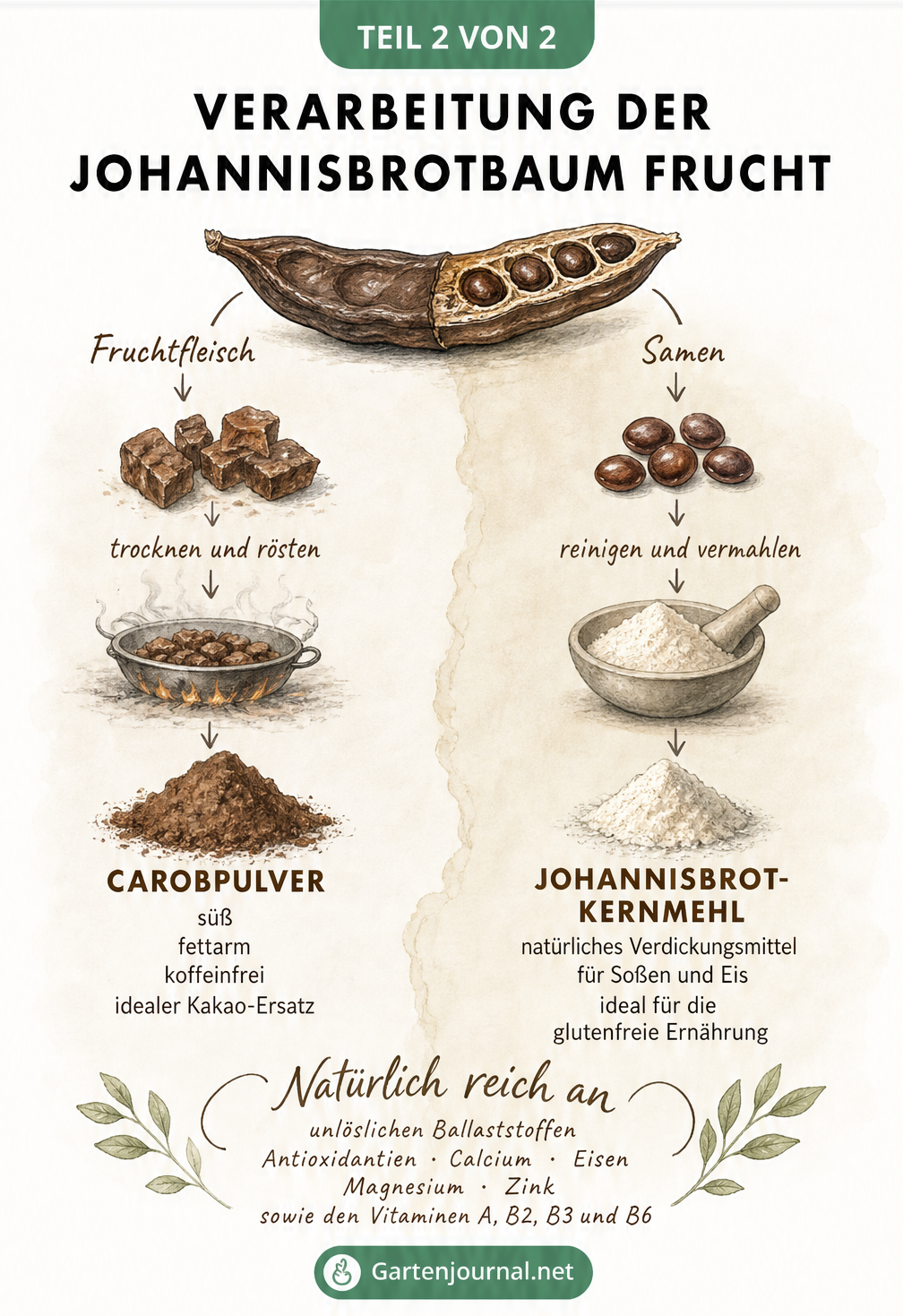 Grafik zur Verarbeitung der Johannisbrot-Frucht zu Carobpulver und Johannisbrotkernmehl