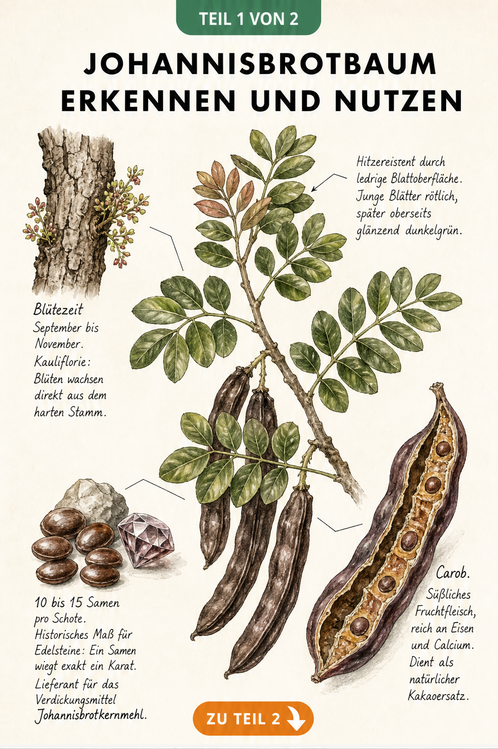 Botanische Zeichnung eines Johannisbrotbaums mit Details zu Blättern, Blüten, Schoten und Samen