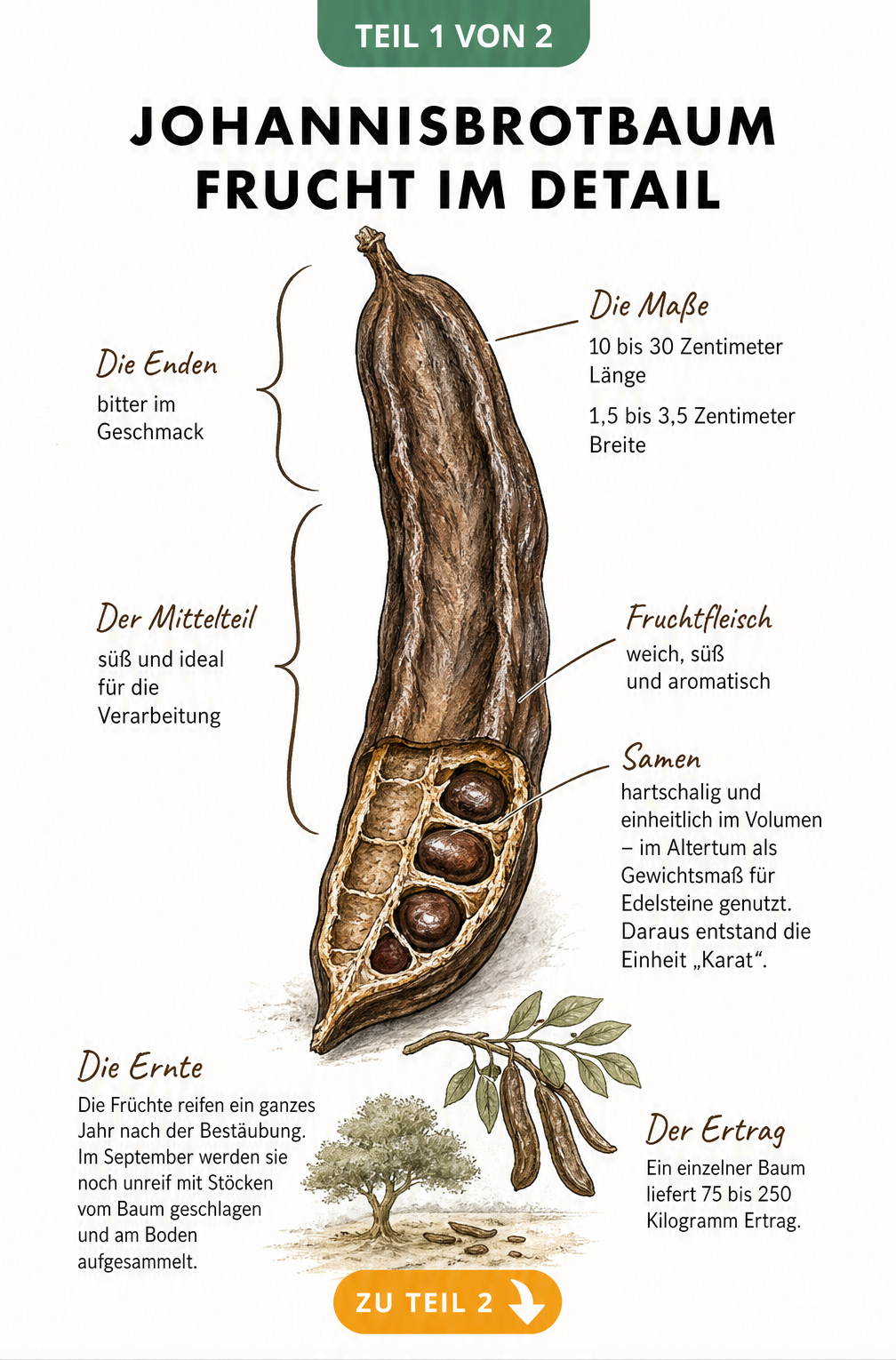 Botanische Illustration einer reifen Johannisbrot-Hülse mit Maßen und Samen