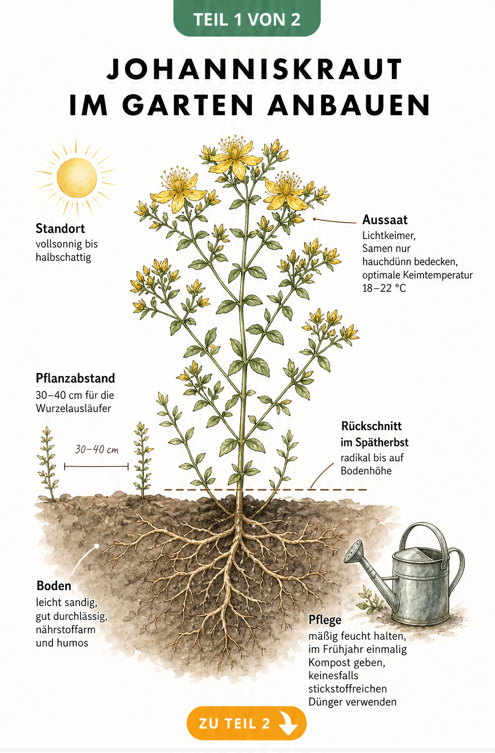 Querschnitt-Illustration einer Johanniskraut-Pflanze im Beet mit Wurzelwerk, Blüten und Hinweisen zu Standort, Aussaat, Pflanzabstand, Boden und Pflege.