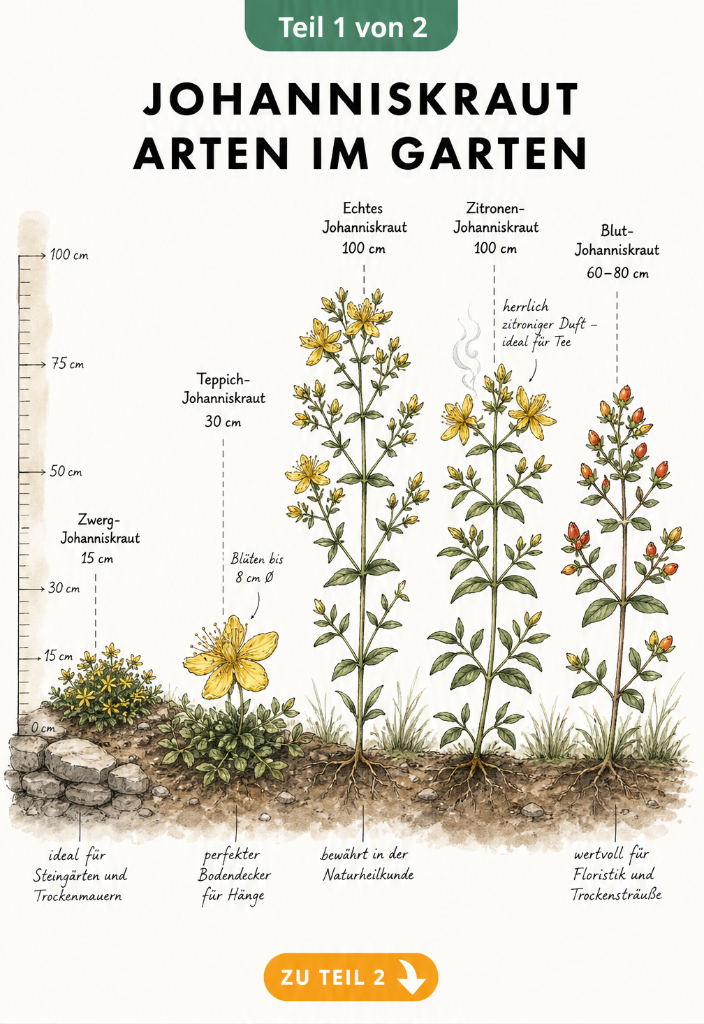 Illustration von fünf verschiedenen Johanniskraut-Arten im Garten mit Größenvergleich und Nutzungshinweisen