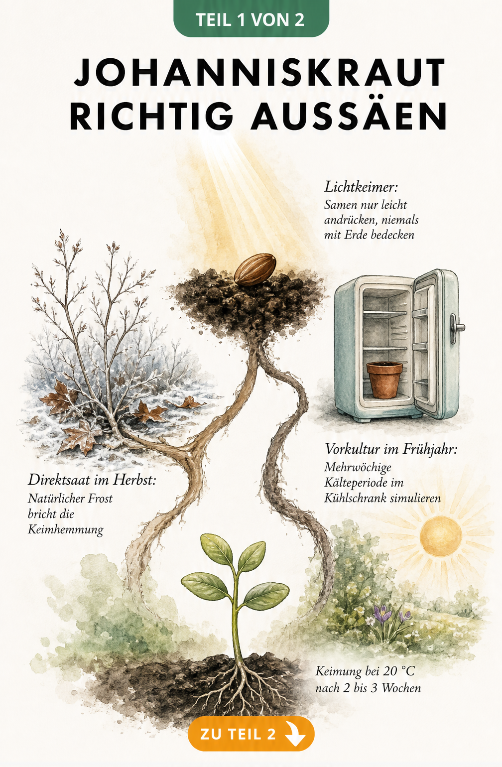 Botanische Illustration zur Aussaat von Johanniskraut, die Direktsaat im Herbst und Vorkultur im Frühjahr zeigt.