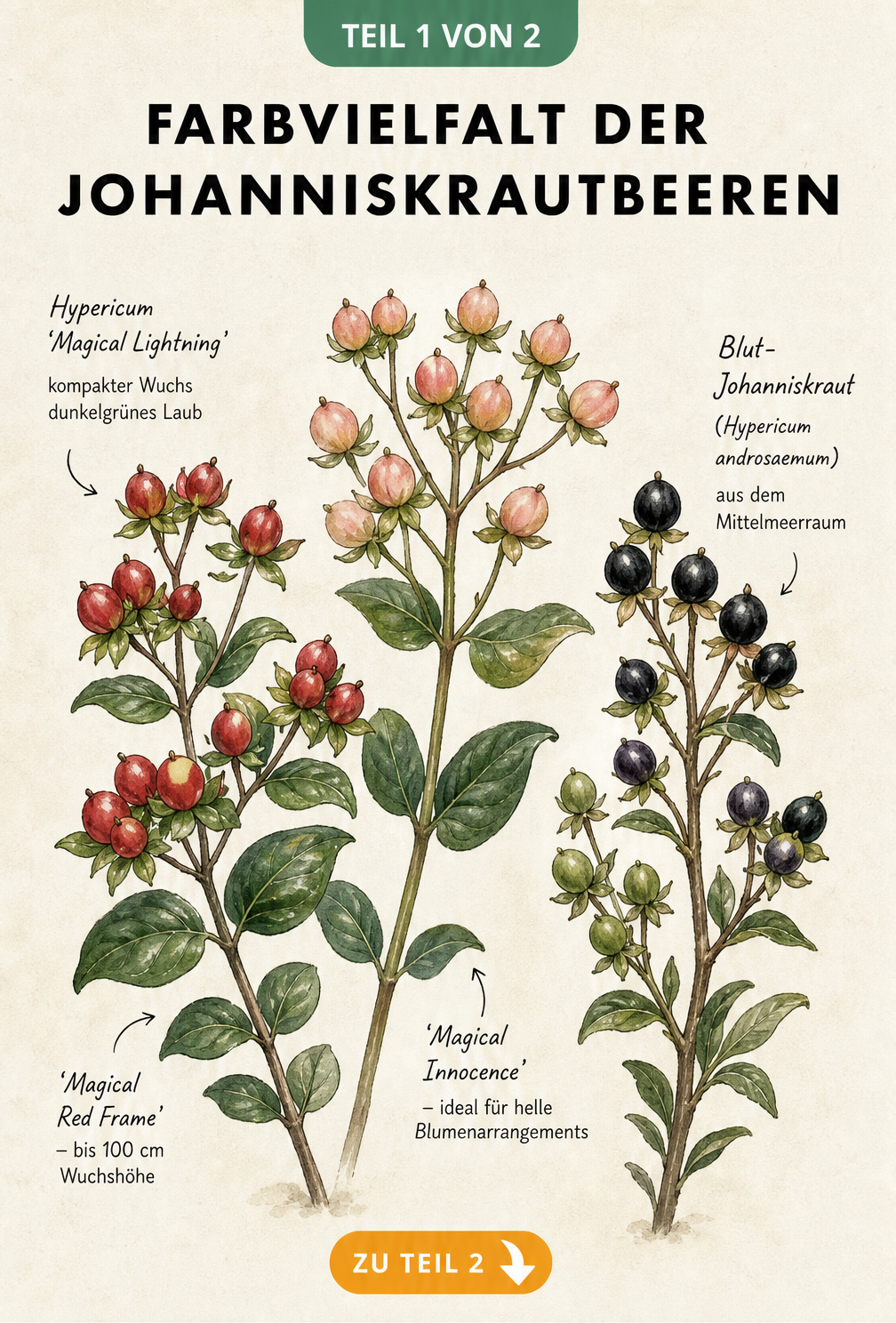 Botanische Illustration von drei Johanniskraut-Zweigen mit roten, lachsrosa und schwarzen Beeren