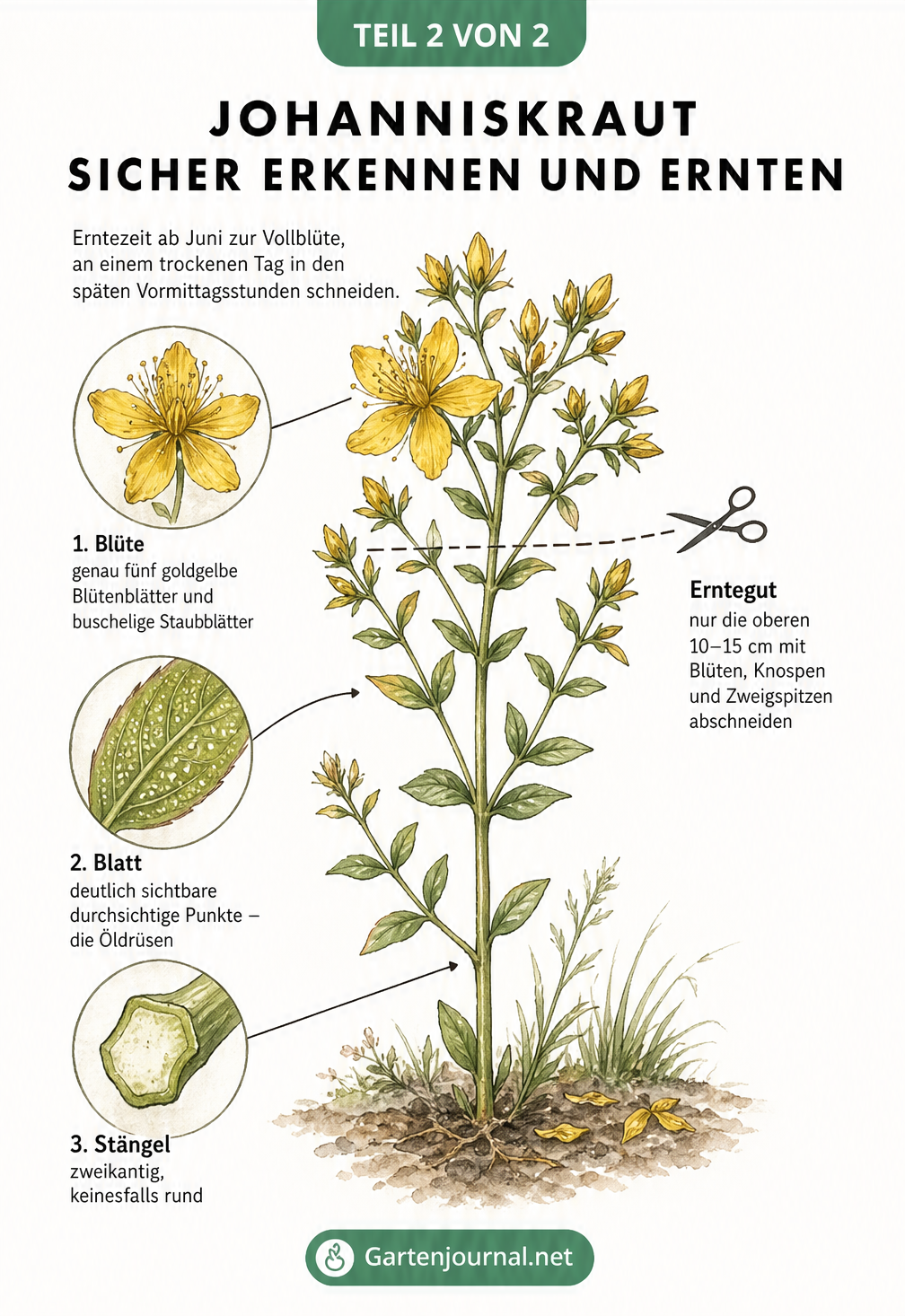 Botanische Zeichnung eines blühenden Johanniskraut-Triebes mit Lupen-Vergrößerungen von Blüte, Blatt mit Öldrüsen und zweikantigem Stängel zur sicheren...