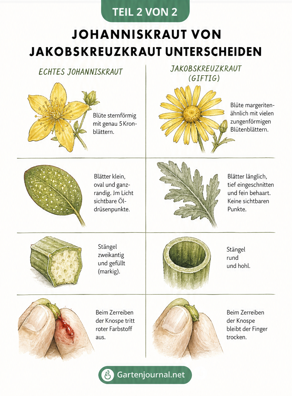 Gegenüberstellung der Merkmale von Johanniskraut und giftigem Jakobskreuzkraut