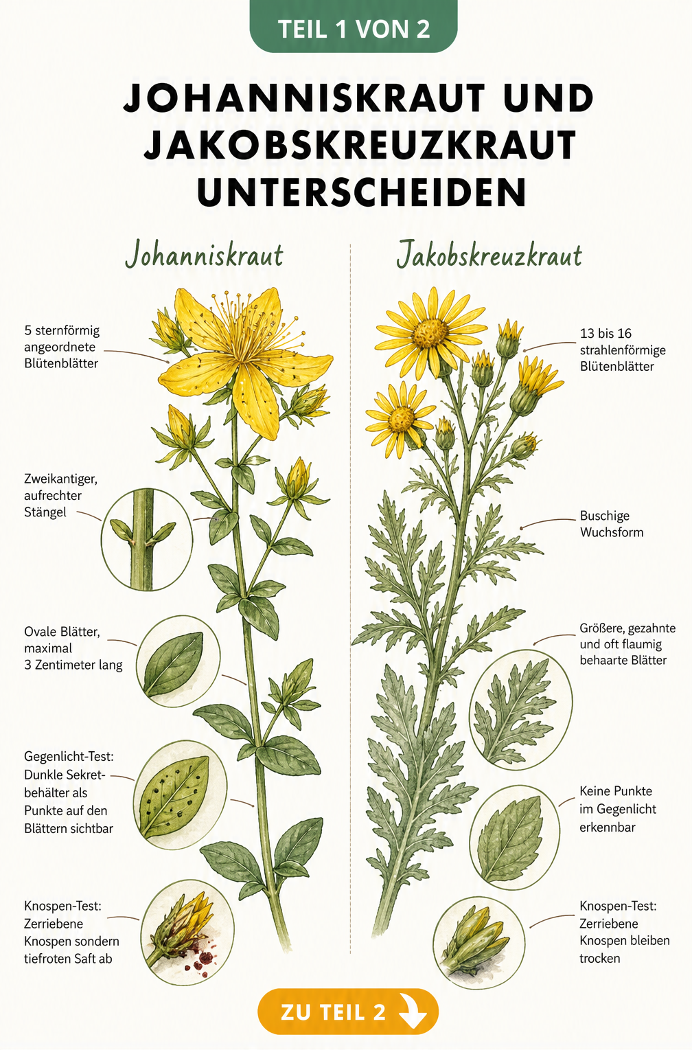 Botanische Gegenüberstellung von Johanniskraut und Jakobskreuzkraut mit Details zu Blüten, Blättern und Stängeln