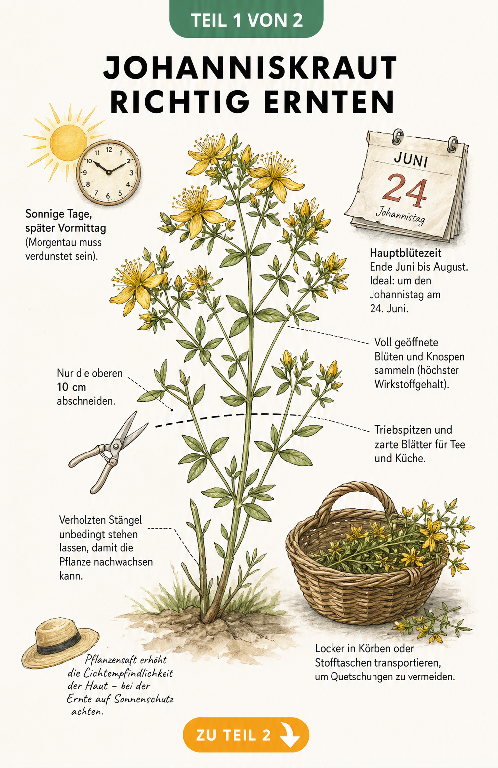 Botanische Illustration zur richtigen Ernte von Johanniskraut mit Hinweisen zu Erntezeit, Pflanzenteilen und Schnitttechnik