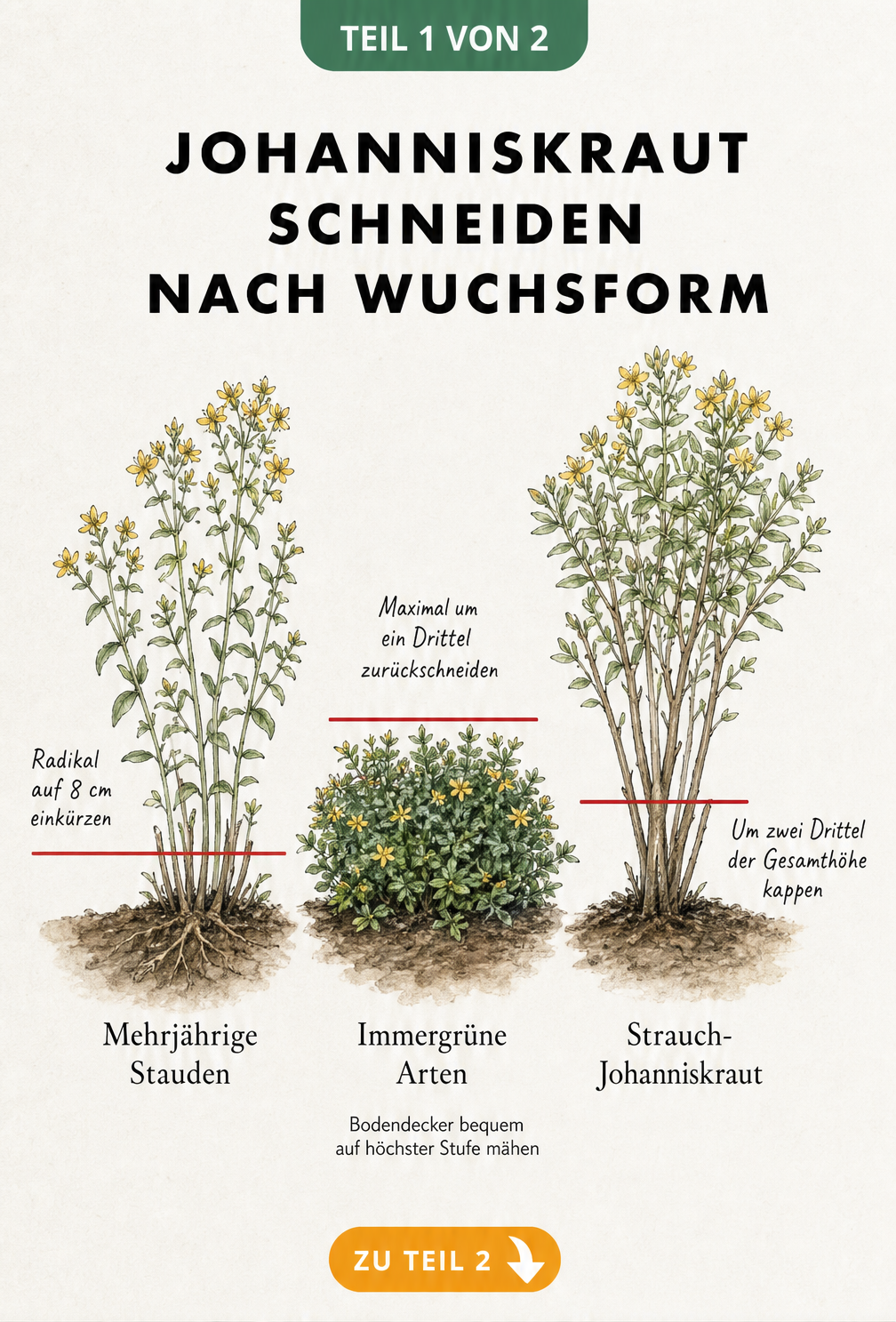 Botanische Illustration von drei Johanniskraut-Pflanzen mit roten Linien, die die Schnitthöhe für mehrjährige Stauden, immergrüne Arten und...