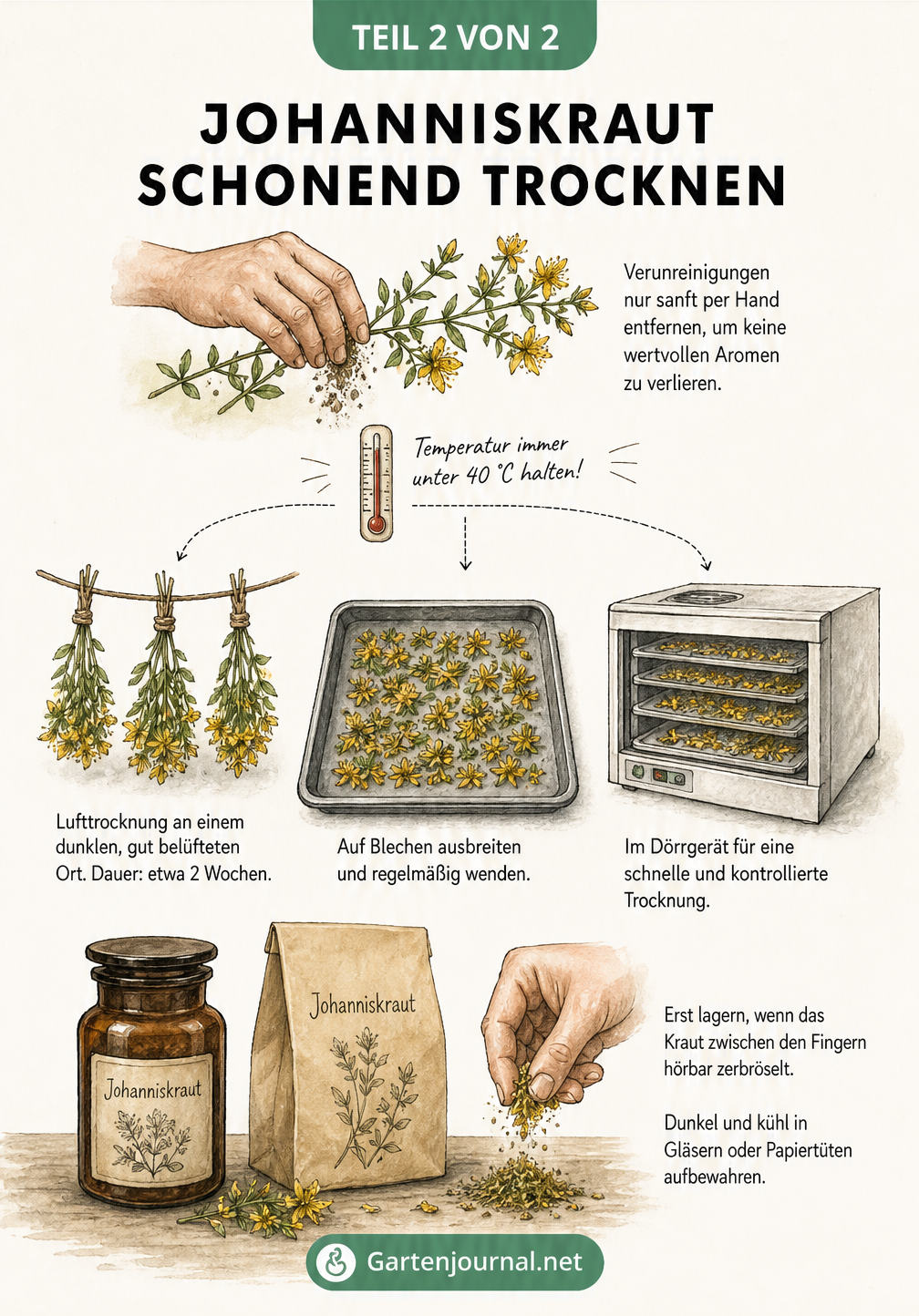 Illustration der drei Methoden zur schonenden Trocknung von Johanniskraut: Lufttrocknung, Backblech und Dörrgerät