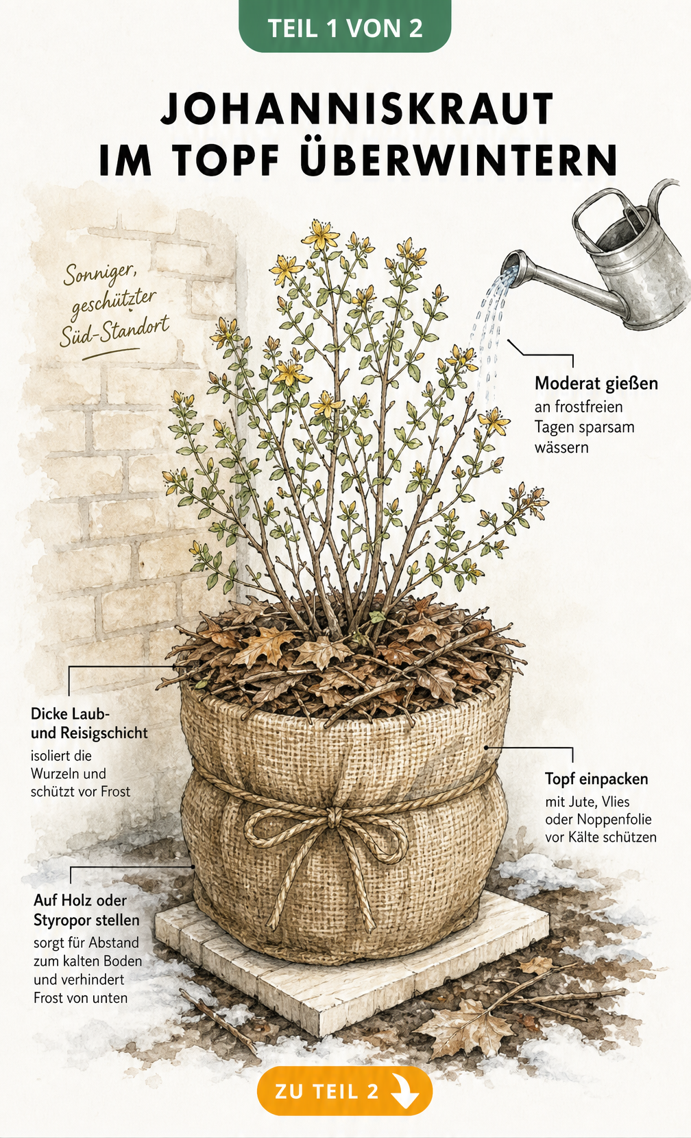 Illustration eines Johanniskrauts im Topf mit Winterschutz-Maßnahmen wie Mulchschicht, Vlieshülle und isolierender Unterlage