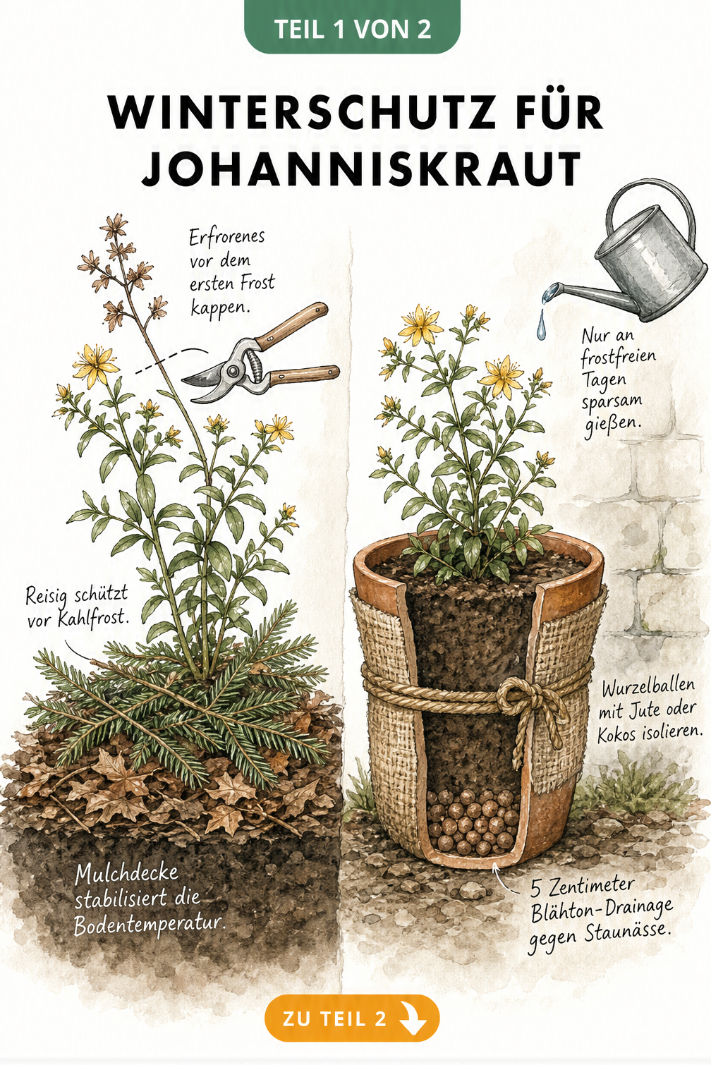 Illustration eines Johanniskrauts im Beet mit Mulch und Reisig sowie im Topf mit Jute und Blähton als Winterschutz