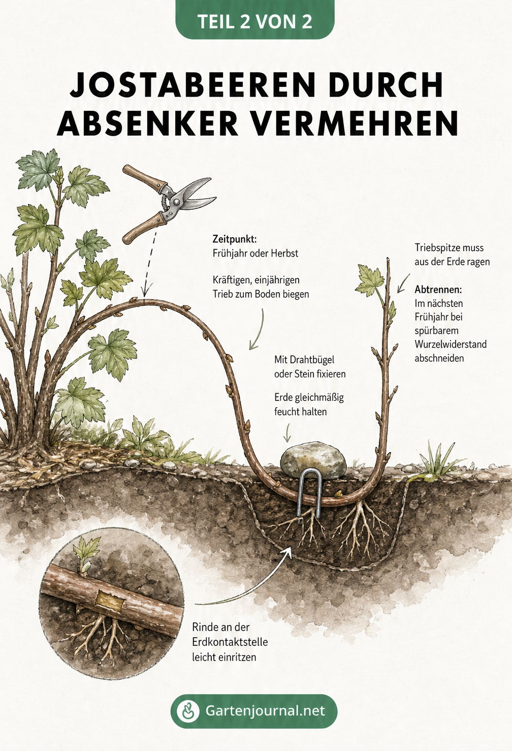 Aquarellierte Skizze zur Vermehrung von Jostabeeren durch Absenker, zeigt das Herunterbiegen eines Triebs, die Fixierung in der Erde und die Wurzelbildung.