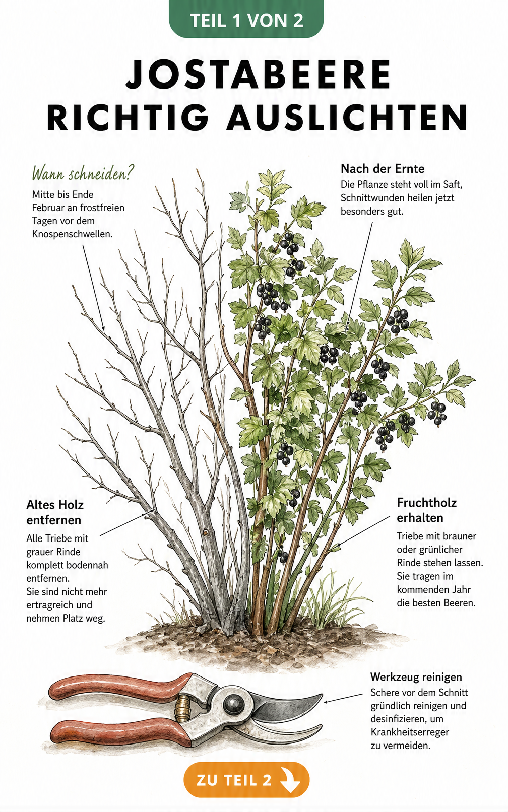 Illustration eines Jostabeeren-Strauchs im Winter und Sommer mit Hinweisen zum Auslichten und Schnittzeitpunkt