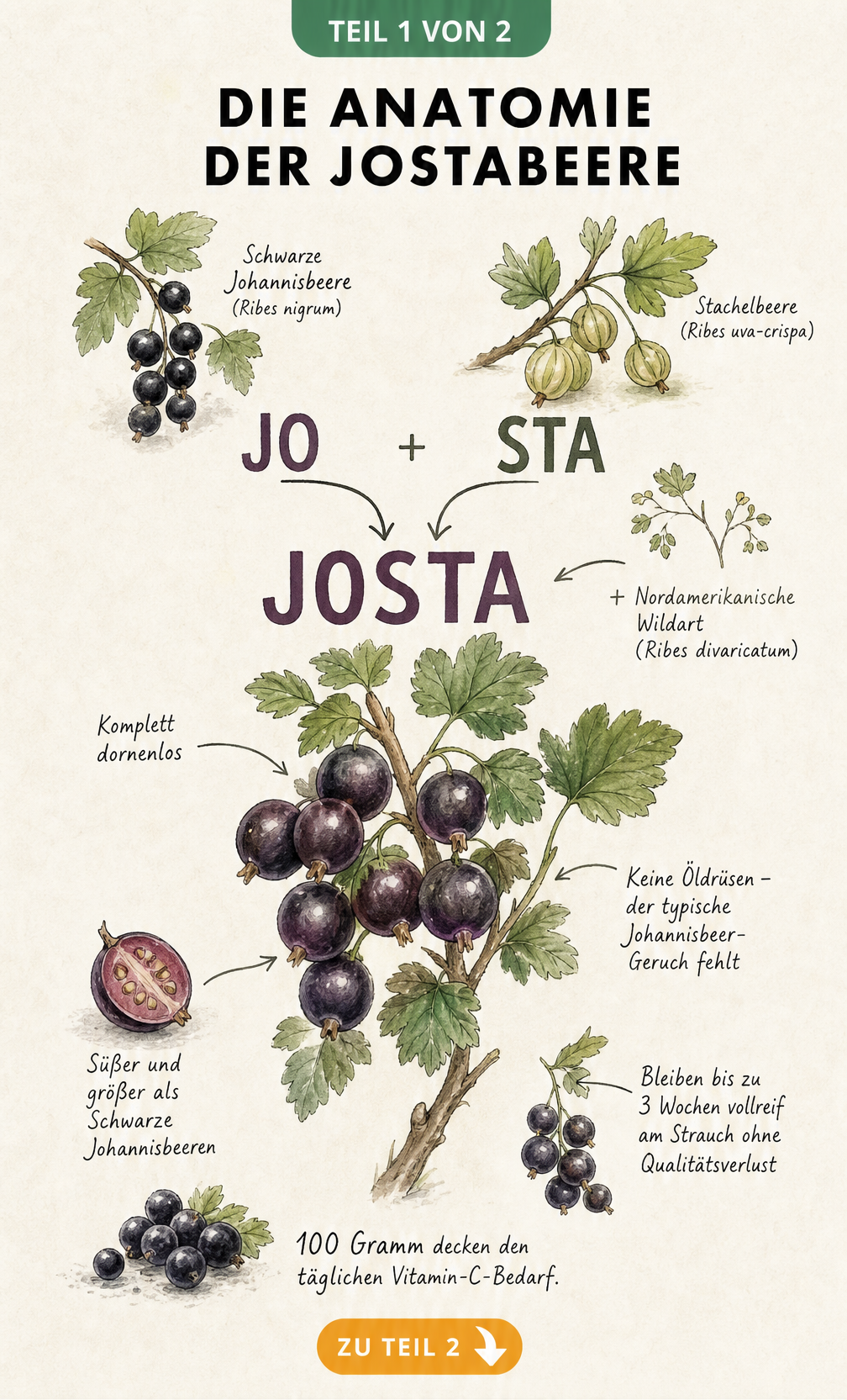Botanische Illustration der Jostabeere mit Details zu Herkunft, Blättern und Früchten