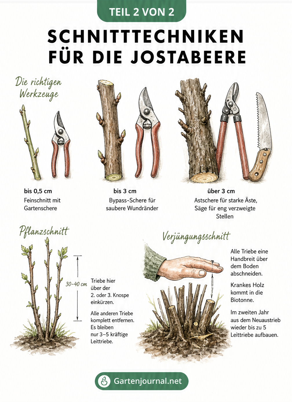 Zeichnung verschiedener Schnitttechniken für die Jostabeere, inklusive Werkzeugkunde, Pflanzschnitt und Verjüngungsschnitt