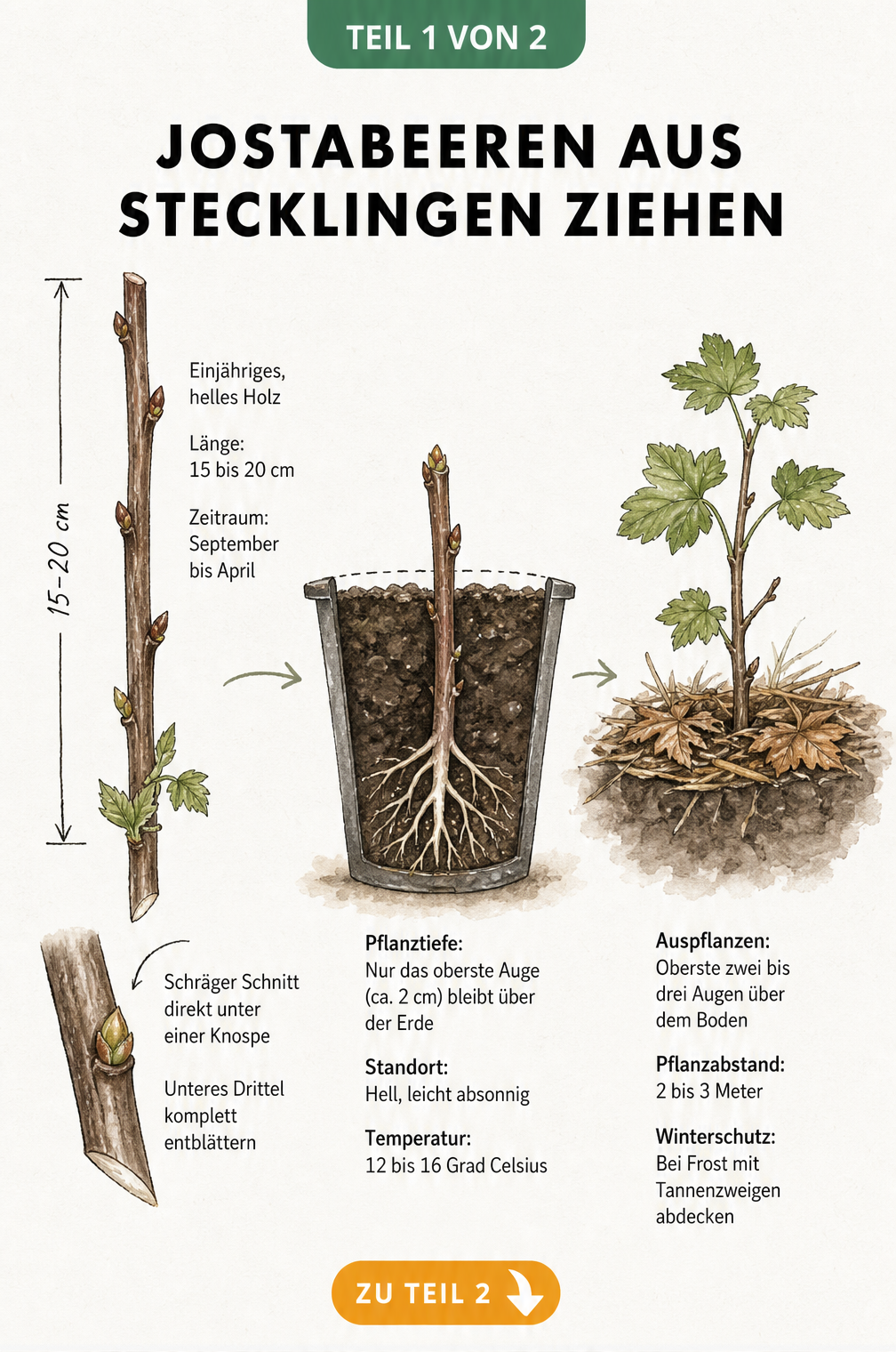 Botanische Illustration zur Vermehrung von Jostabeeren durch Stecklinge, zeigt Triebschnitt, Pflanztiefe im Topf und ausgepflanzte Jungpflanze.