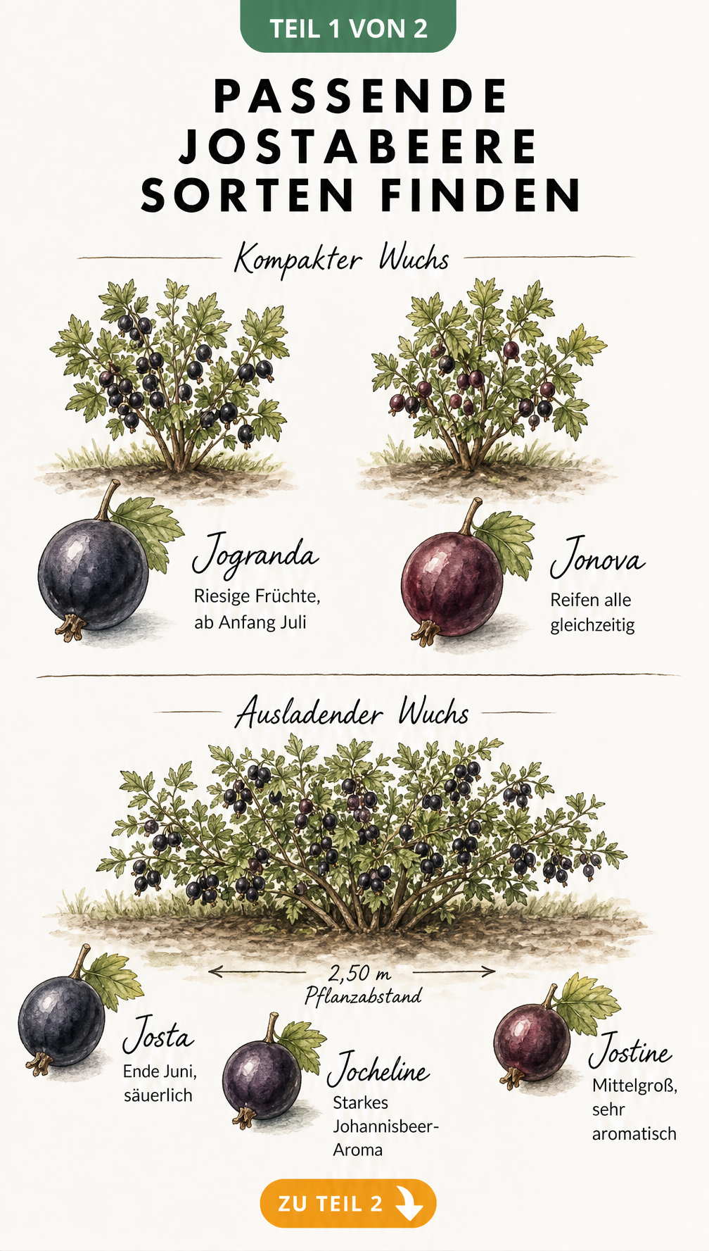 Botanische Illustration verschiedener Jostabeeren-Sorten mit kompaktem und ausladendem Wuchs