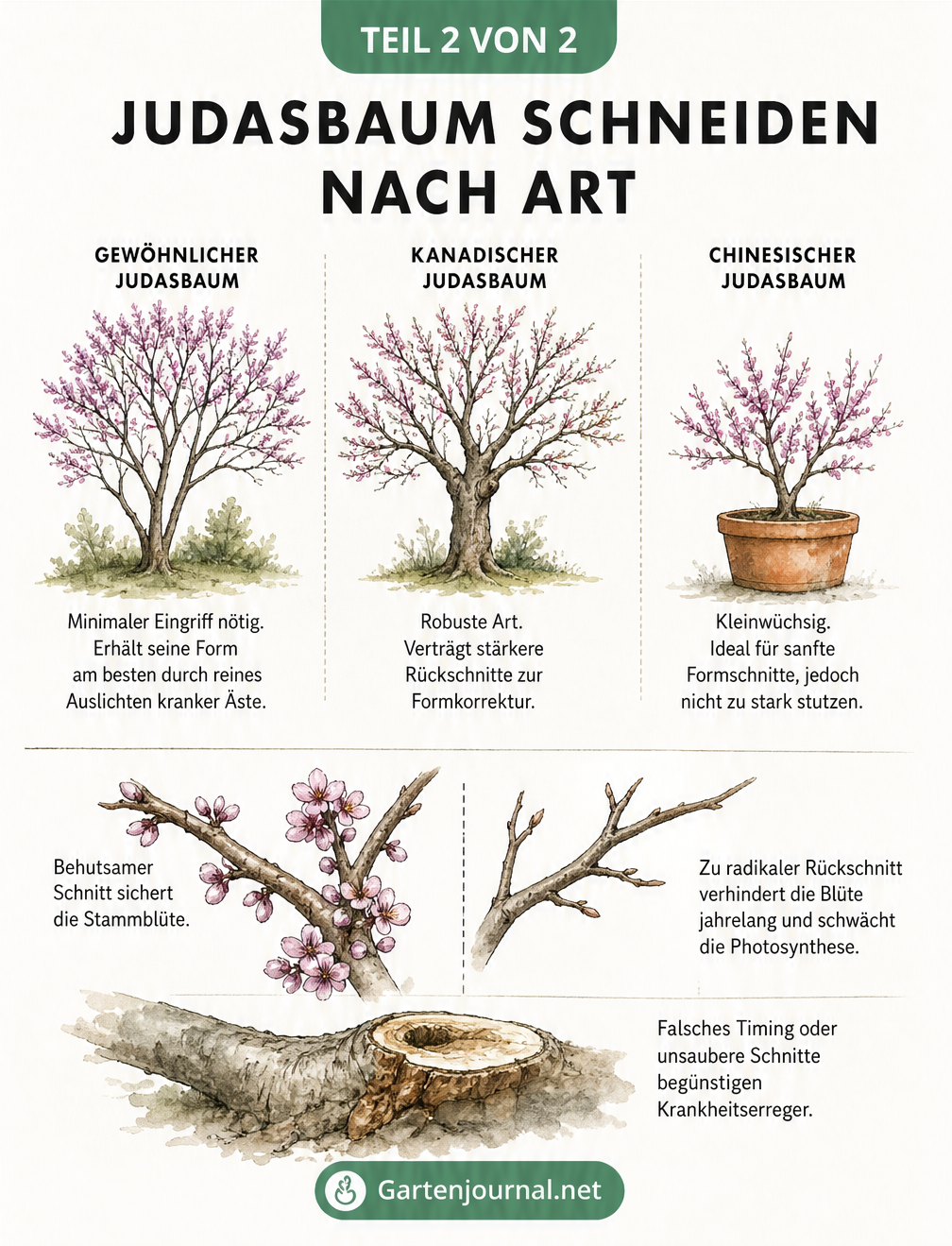 Illustration von drei Judasbaum-Arten mit Hinweisen zum Schnitt und den Folgen eines falschen Rückschnitts