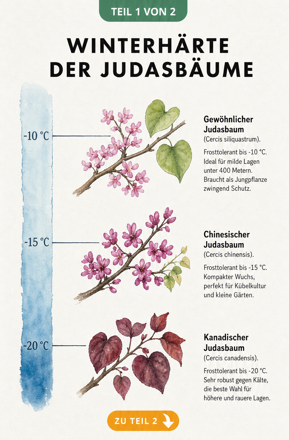 Botanische Illustration der Winterhärte verschiedener Judasbaum-Arten mit Temperaturskala von -10 bis -20 Grad Celsius