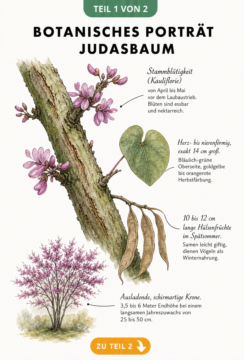 Botanische Illustration des Judasbaums mit rosa Blüten am Stamm, herzförmigen Blättern und braunen Schoten