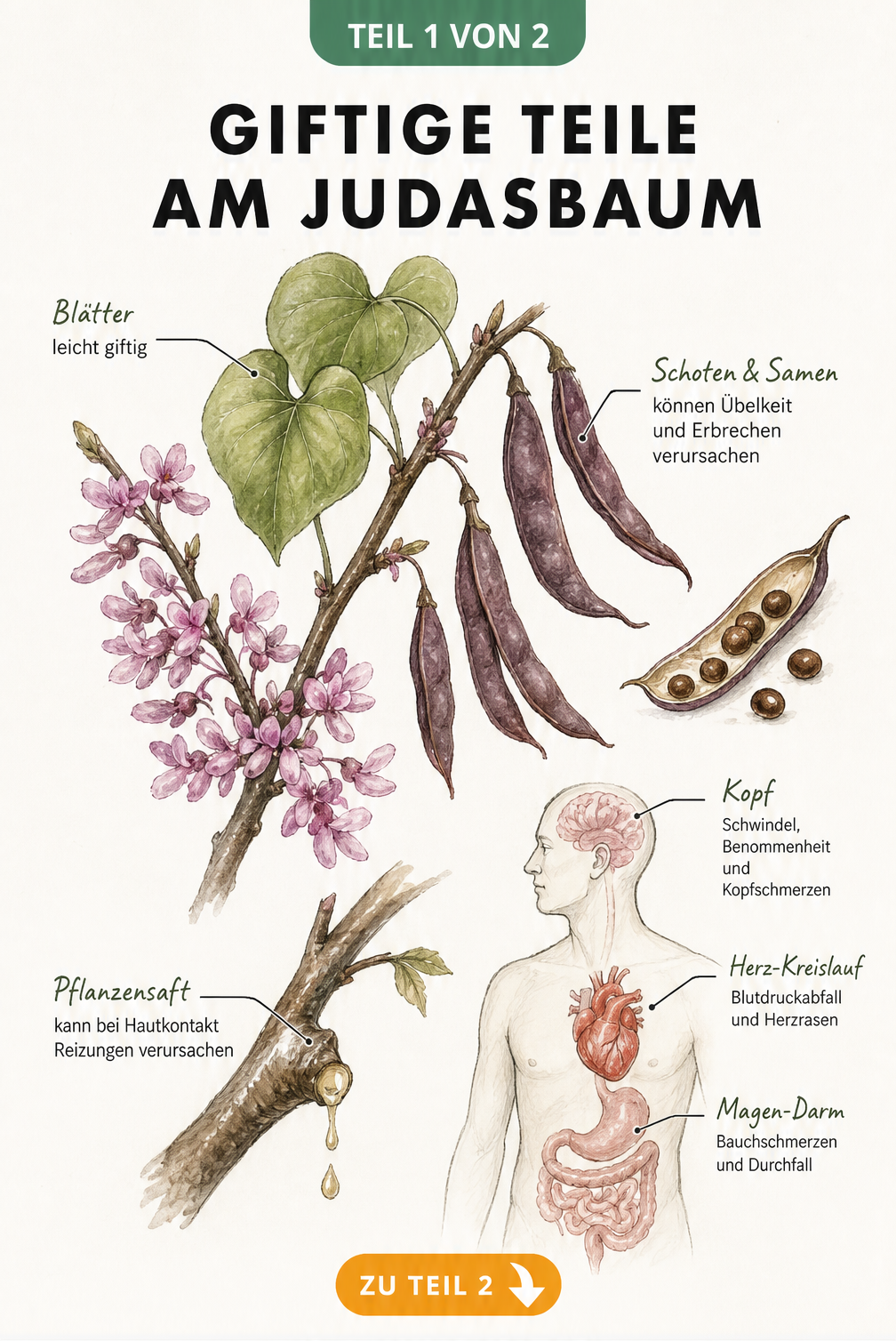 Botanische Illustration eines Judasbaum-Zweiges mit Markierungen der giftigen Pflanzenteile wie Früchte, Samen, Blätter und Pflanzensaft sowie einer Silhouette...