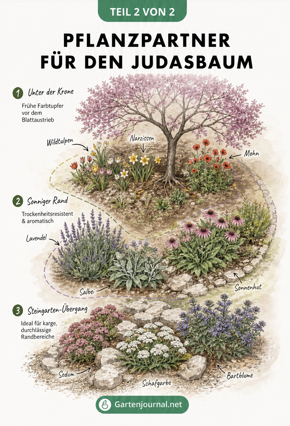 Isometrischer Gartenplan eines Beetes mit einem Judasbaum und passenden Pflanzpartnern wie Wildtulpen, Lavendel und Sedum.
