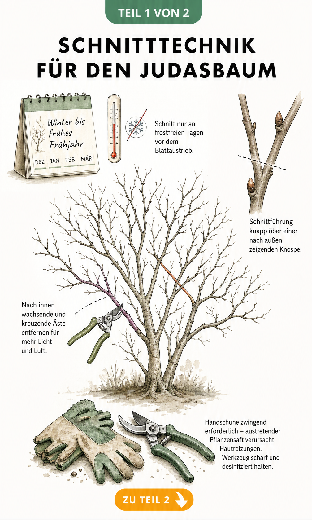 Botanische Zeichnung eines Judasbaums mit Schnittanleitung, Kalender für Winter bis Frühjahr und Gartenschere
