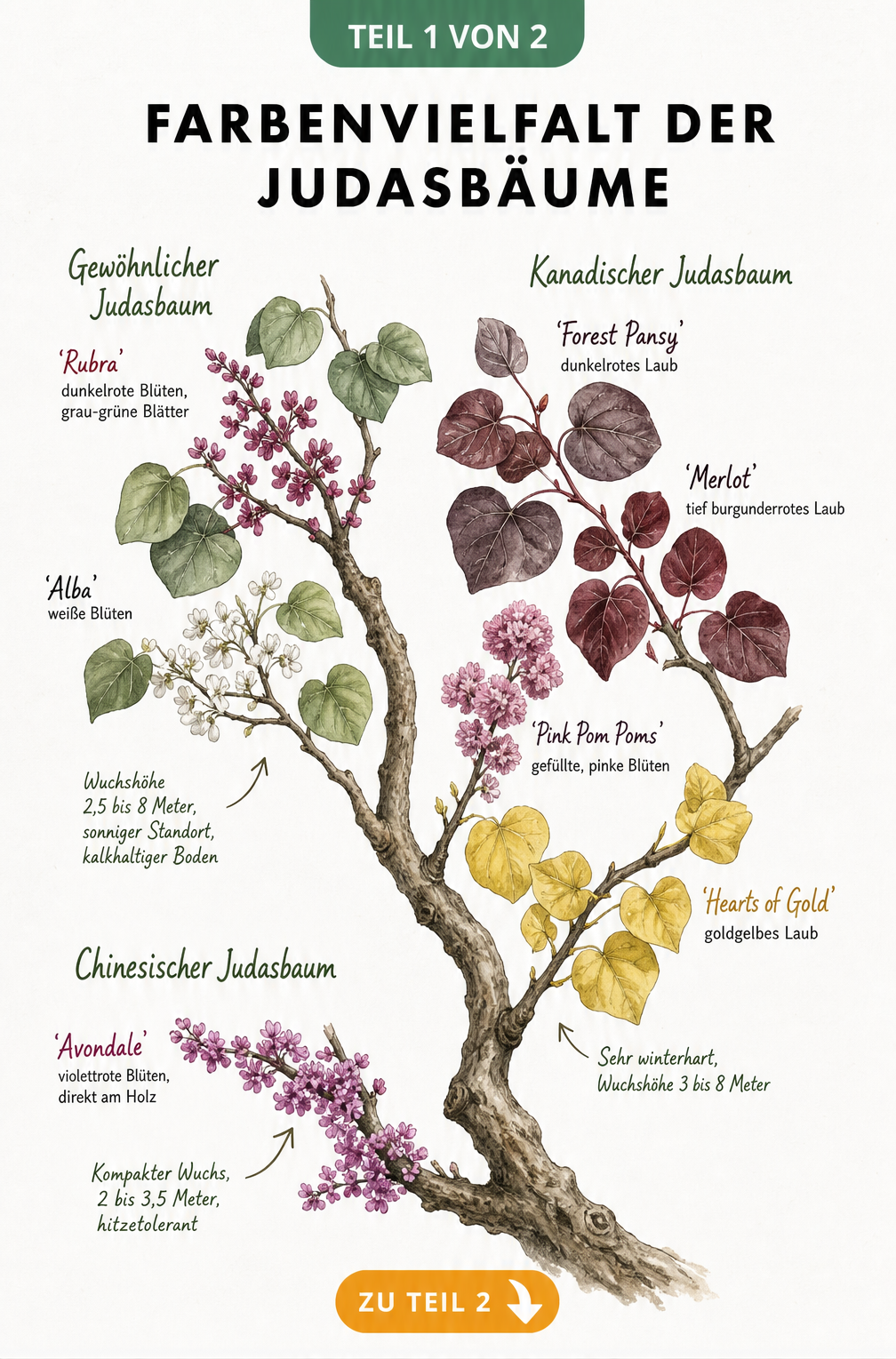 Botanische Illustration der Farbenvielfalt von Judasbaum-Sorten mit Blättern und Blüten