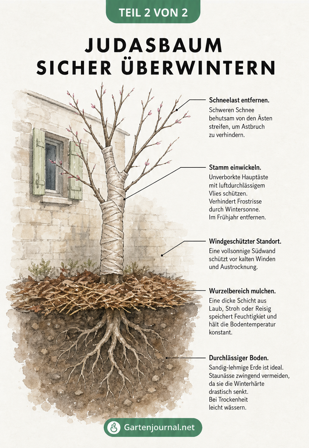 Schnittzeichnung eines jungen Judasbaums im Winter mit Hinweisen zu Schneelast, Stammschutz, Standort, Mulchen und Boden