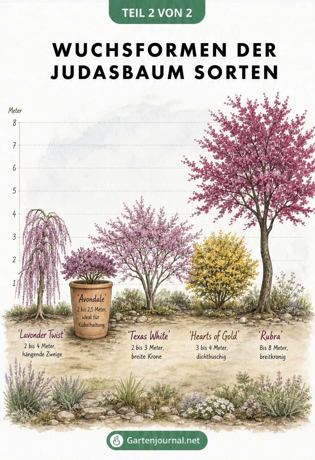 Illustration der Wuchsformen verschiedener Judasbaum-Sorten im Größenvergleich