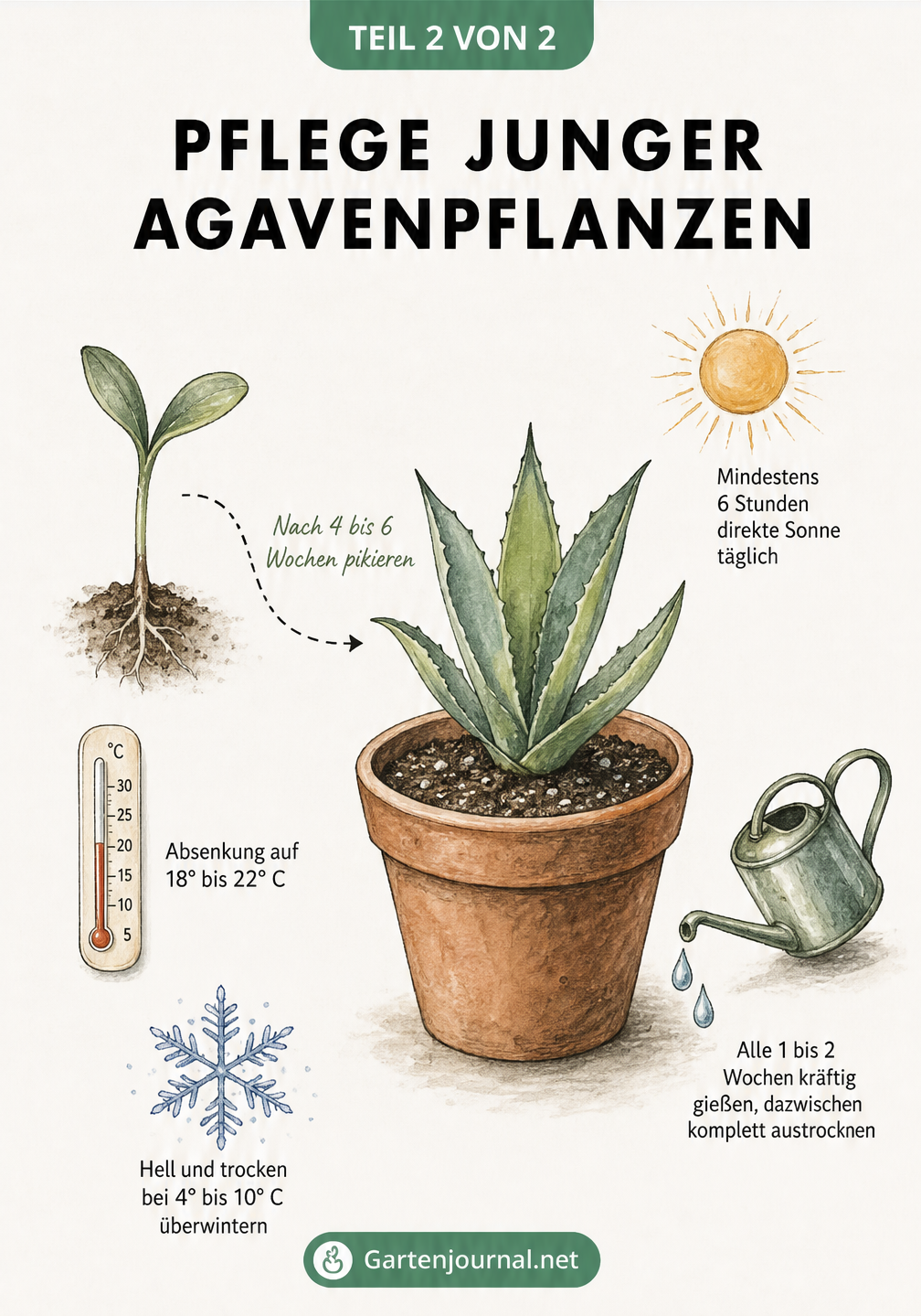 Illustration einer jungen Agave im Topf mit Hinweisen zu Standort, Gießen und Überwinterung