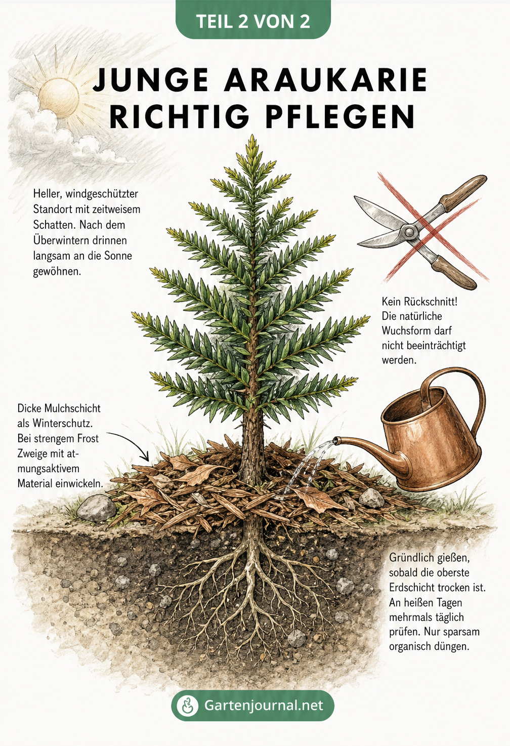 Illustration einer jungen Araukarie im Freiland mit Mulchschicht als Winterschutz, daneben eine durchgestrichene Gartenschere als Hinweis gegen Rückschnitt.