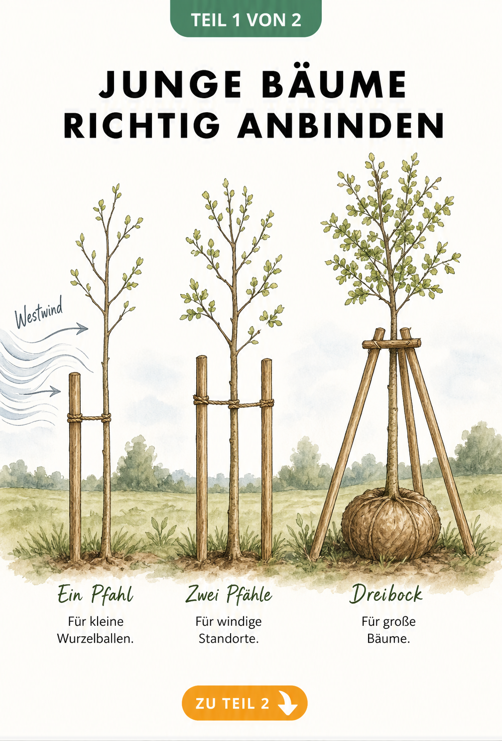 Illustration von drei jungen Bäumen, die mit verschiedenen Methoden angebunden sind: senkrechter Pfahl, zwei Pfähle und Dreibock.