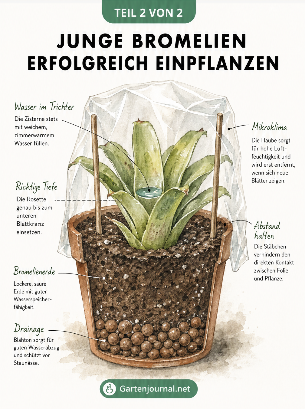 Querschnitt eines Anzuchttopfes mit einem frisch eingepflanzten Bromelien-Ableger, Drainage und Mikroklima-Haube.