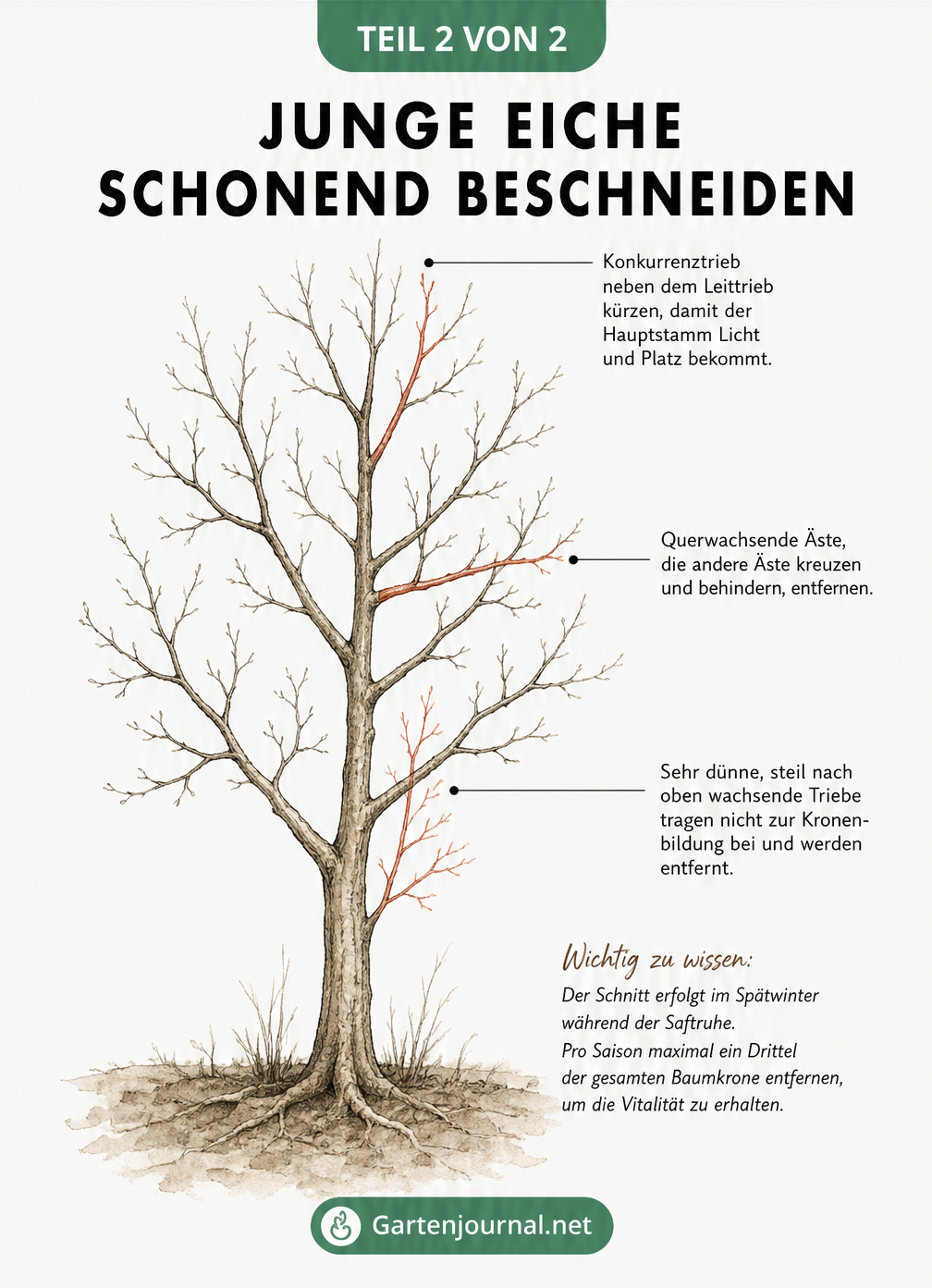 Skizze einer jungen Eiche im Winter mit rot markierten Ästen, die beim Erziehungsschnitt entfernt werden