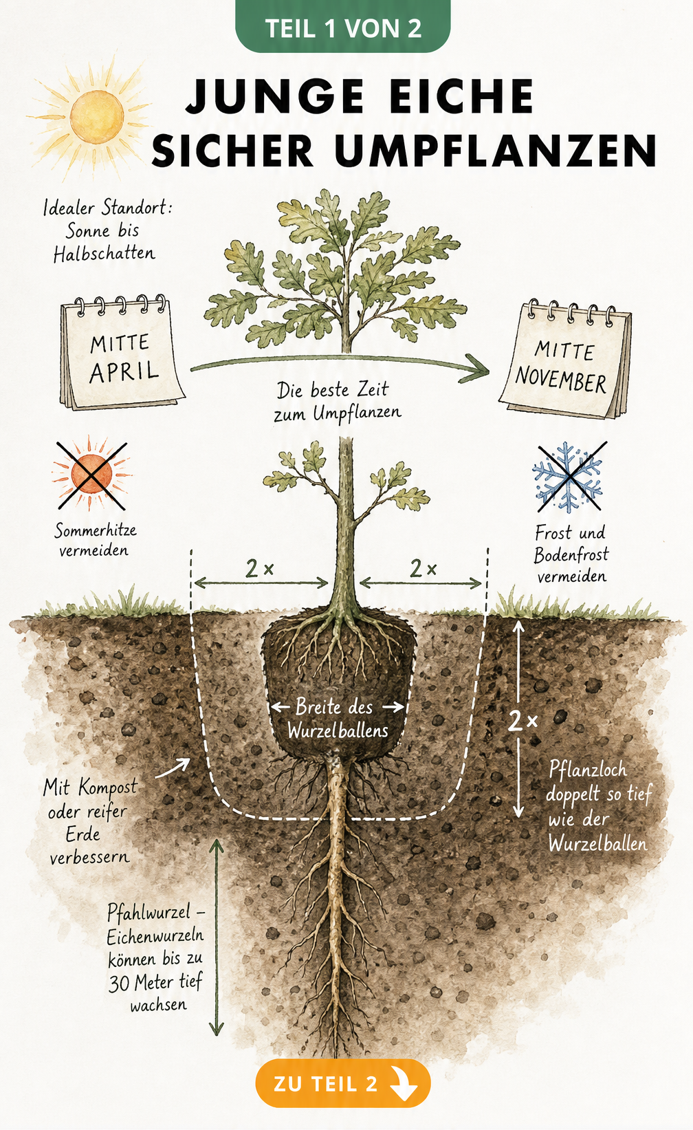 Botanische Illustration einer jungen Eiche mit Wurzelwerk, idealem Standort und Pflanzzeitpunkt
