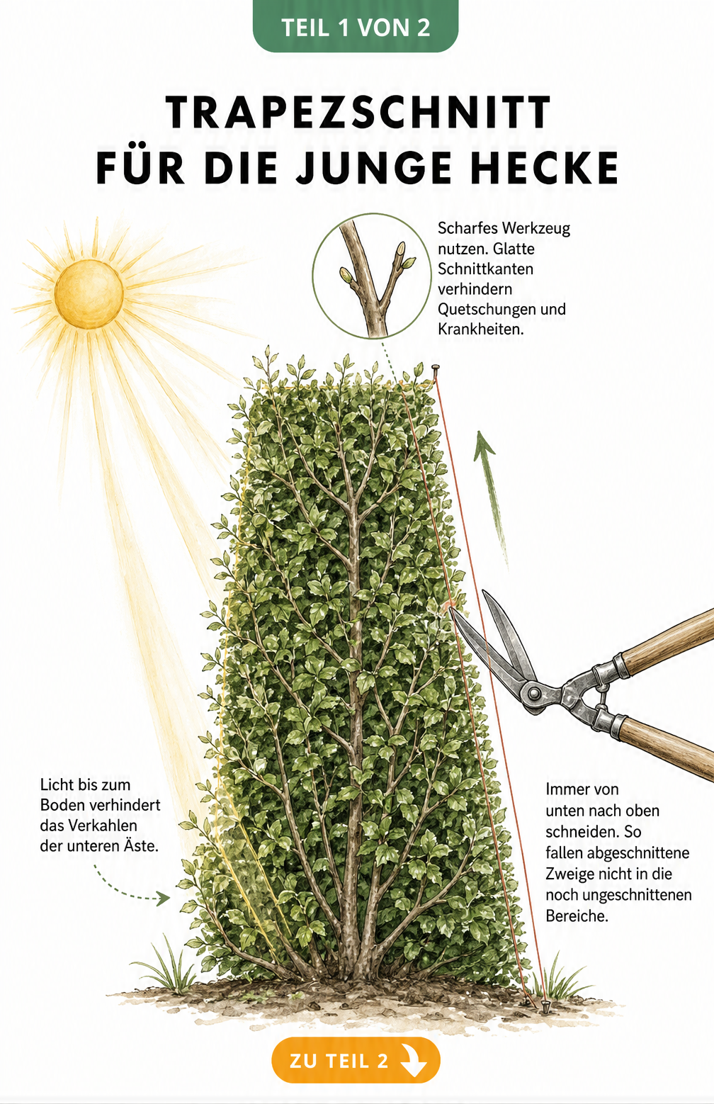 Illustration eines Trapezschnitts bei einer jungen Hecke, der Licht bis zum Boden lässt