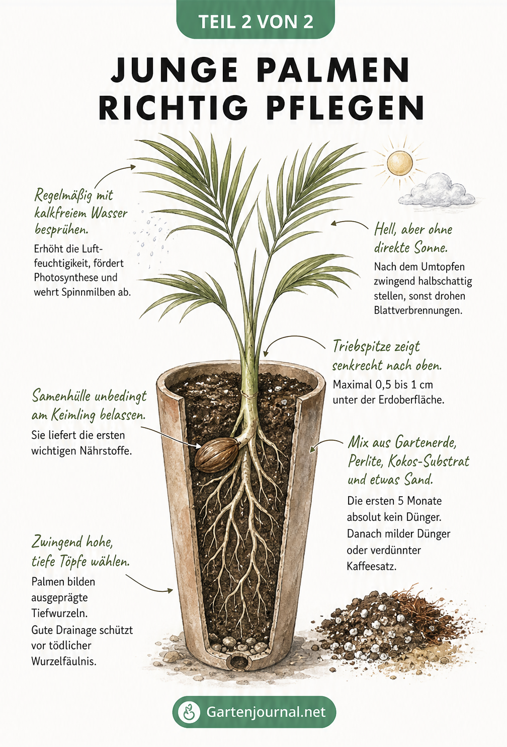Illustration einer jungen Palme im Querschnitt mit Pflegetipps zu Standort, Gießen und Düngen