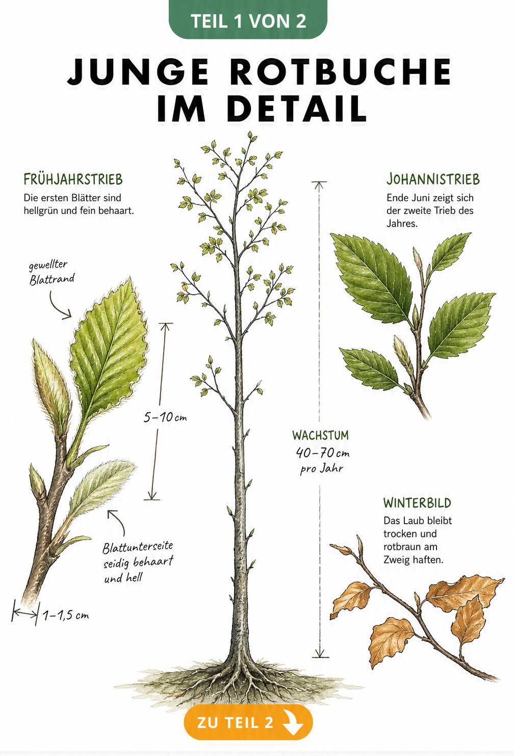 Botanische Zeichnung einer jungen Rotbuche mit Detailansichten von Frühjahrstrieb und Johannistrieb