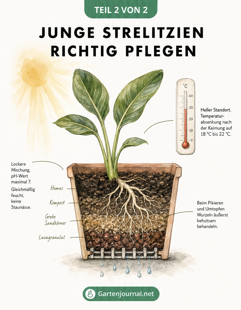 Querschnitt eines Pflanztopfes mit einer jungen Strelitzie, der die optimale Substratmischung und Pflegebedingungen zeigt.
