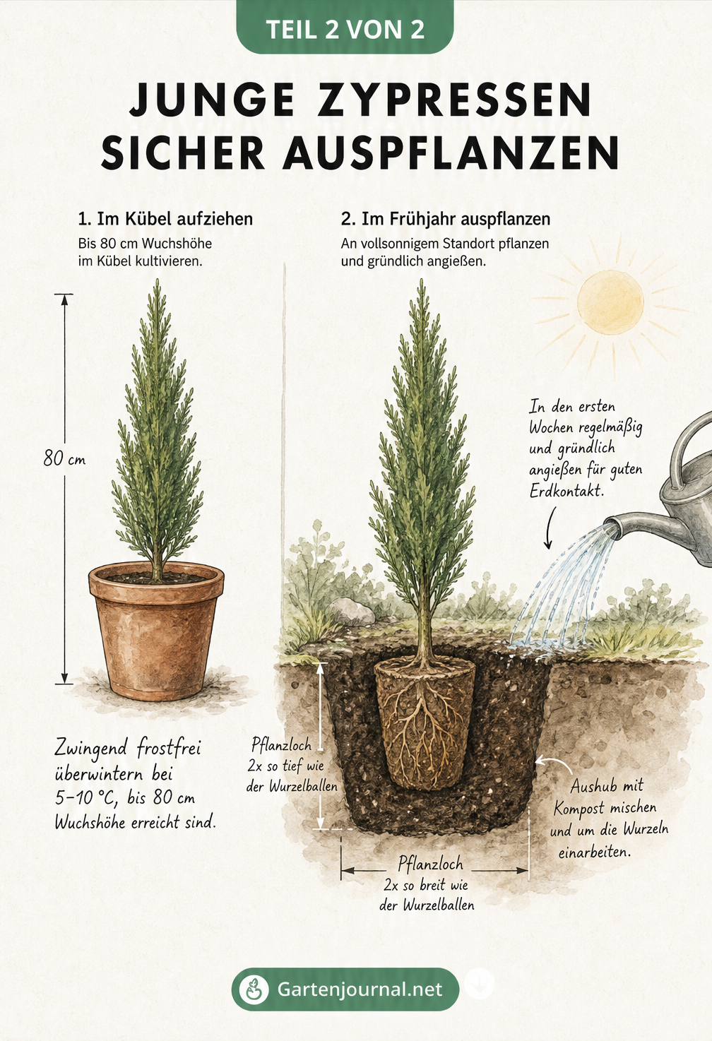 Zeichnung einer jungen Zypresse im Kübel und beim Auspflanzen in den Garten mit Kompost und Wasser