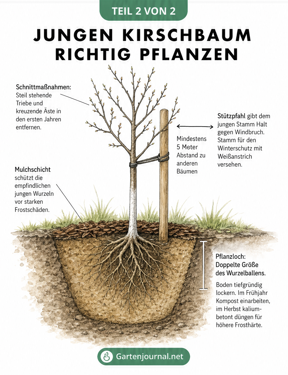 Schnittdarstellung eines frisch gepflanzten Kirschbaums mit Stützpfahl, Mulchschicht und Pflanzloch