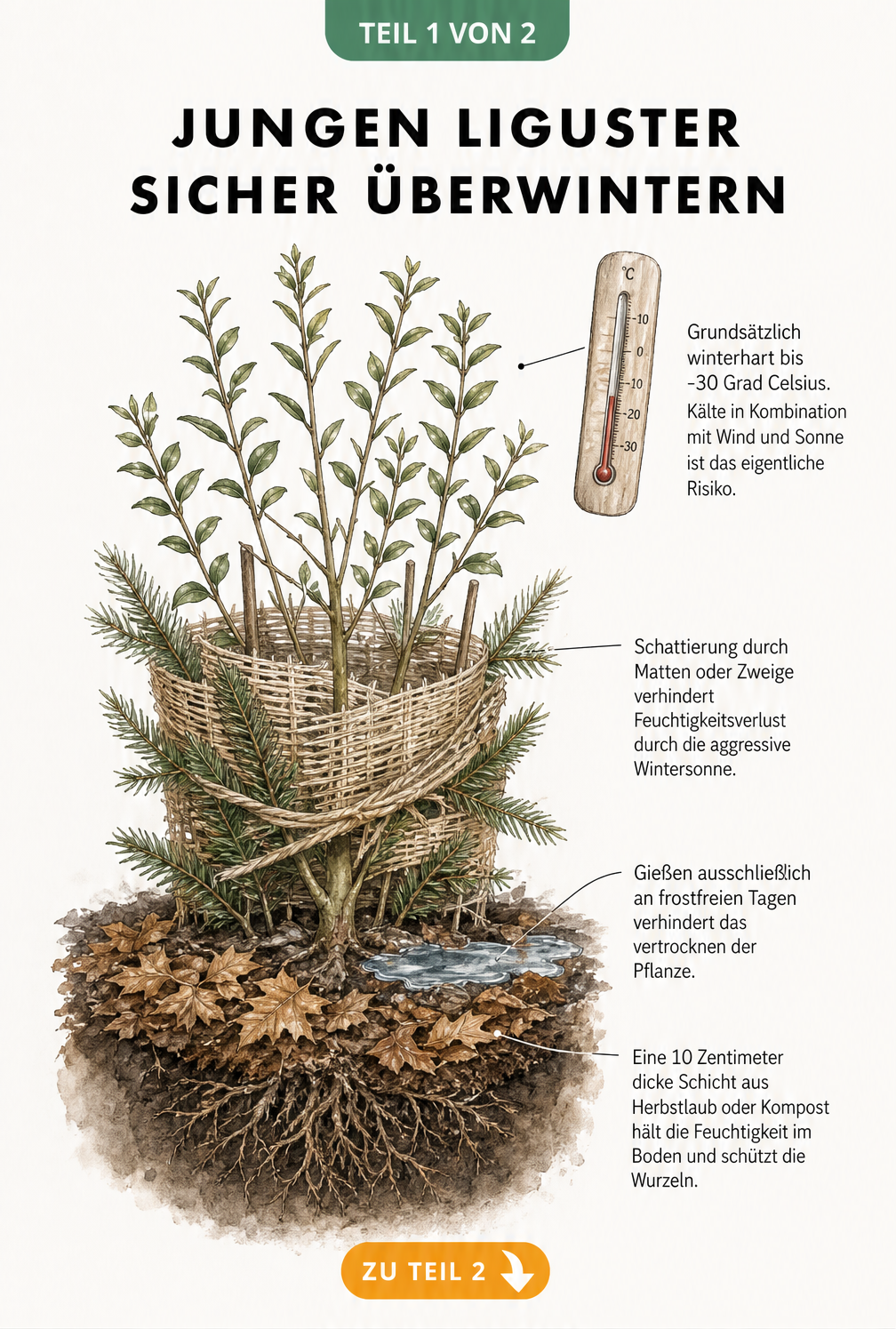 Illustration eines jungen Ligusterstrauchs im Winter mit Wurzelballen, Laubschicht, Bewässerung und Winterschutzmatte