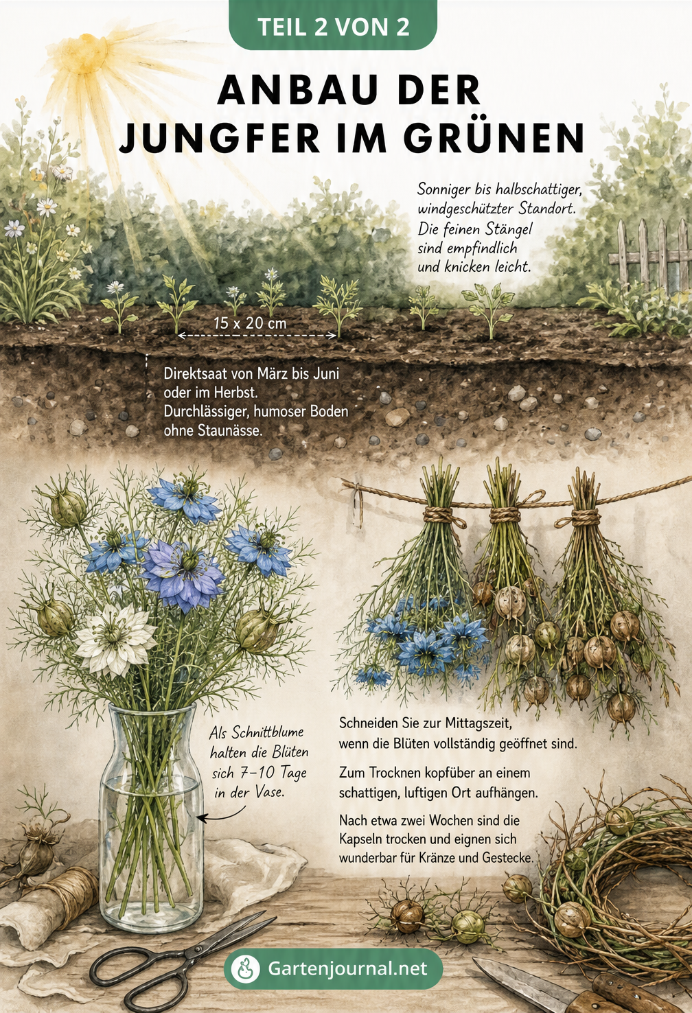 Illustration zum Anbau der Jungfer im Grünen mit Beetquerschnitt und Trocknung der Schnittblumen
