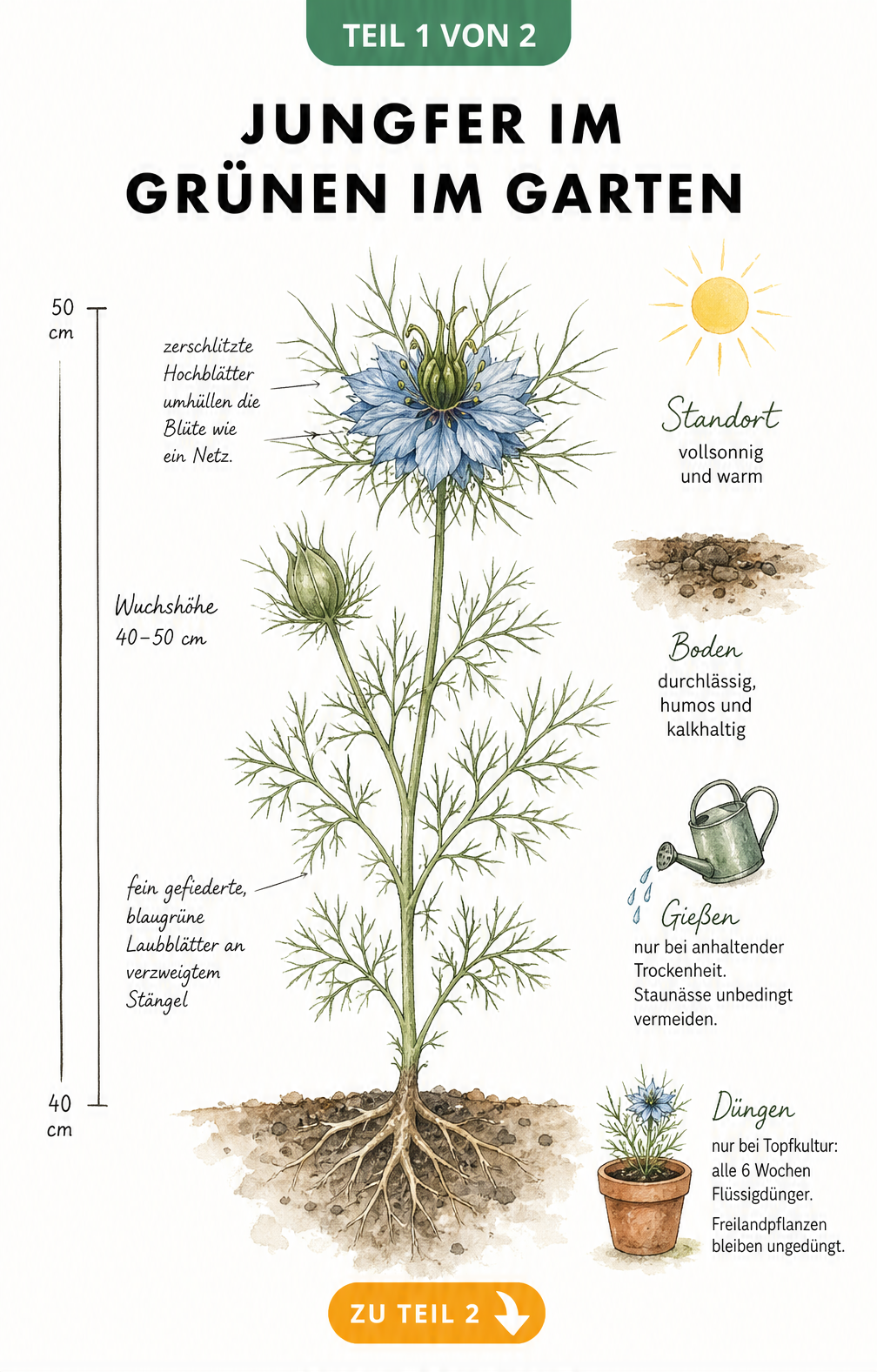Botanische Illustration der Jungfer im Grünen mit Wuchshöhe, Blättern, Blüte und Pflegehinweisen zu Standort, Boden und Gießen