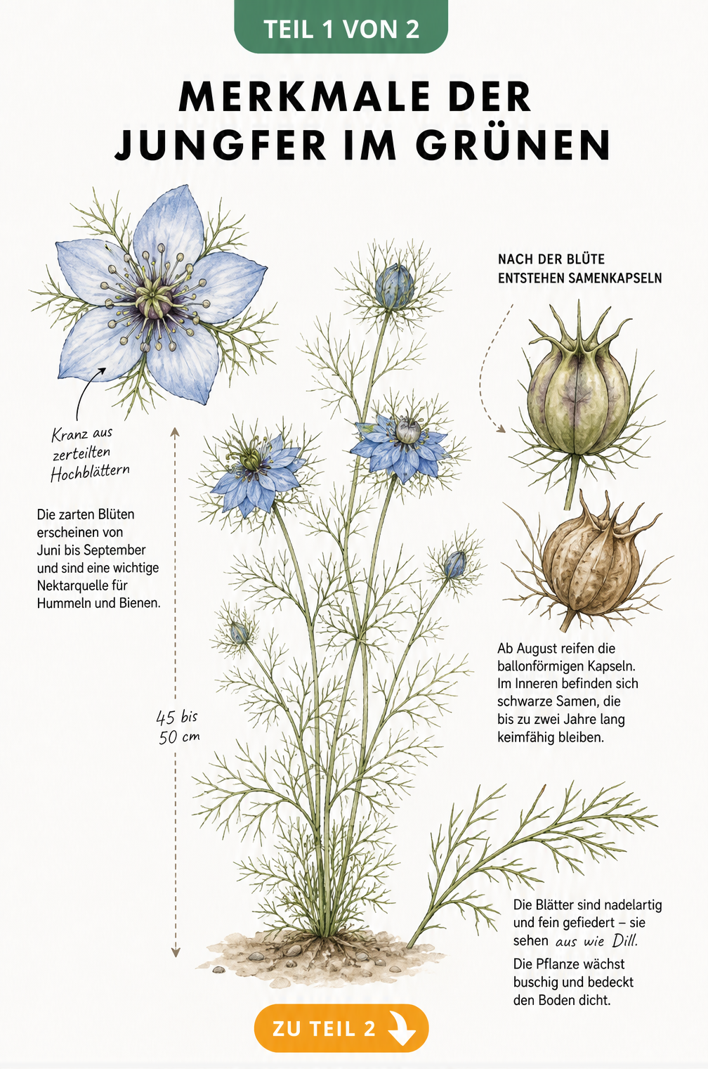 Botanische Illustration der Jungfer im Grünen mit Blüte, Samenkapsel und Blättern