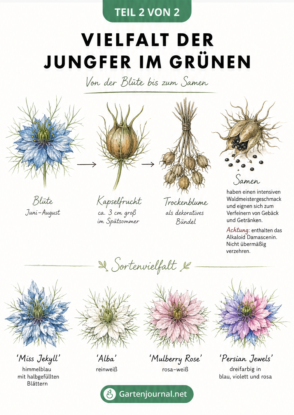 Illustration der Jungfer im Grünen: Entwicklung von der Blüte zur Samenkapsel und vier verschiedene Sorten in Blau, Weiß, Rosa und mehrfarbig