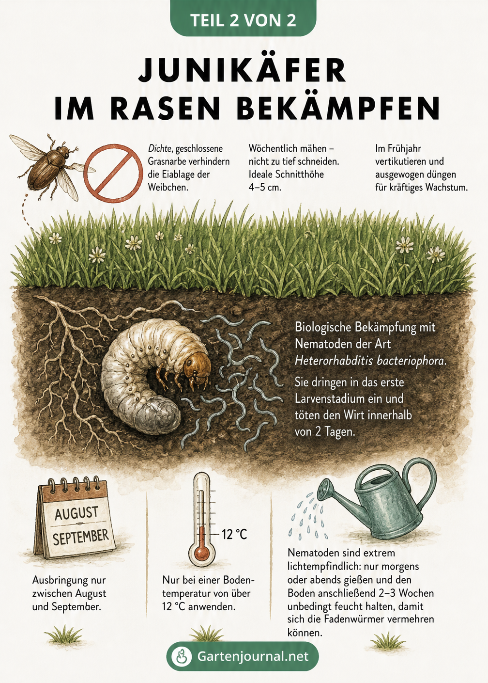 Querschnitt durch einen Rasen zeigt vorbeugende Pflege an der Oberfläche und die Bekämpfung von Junikäfer-Larven mit Nematoden im Boden