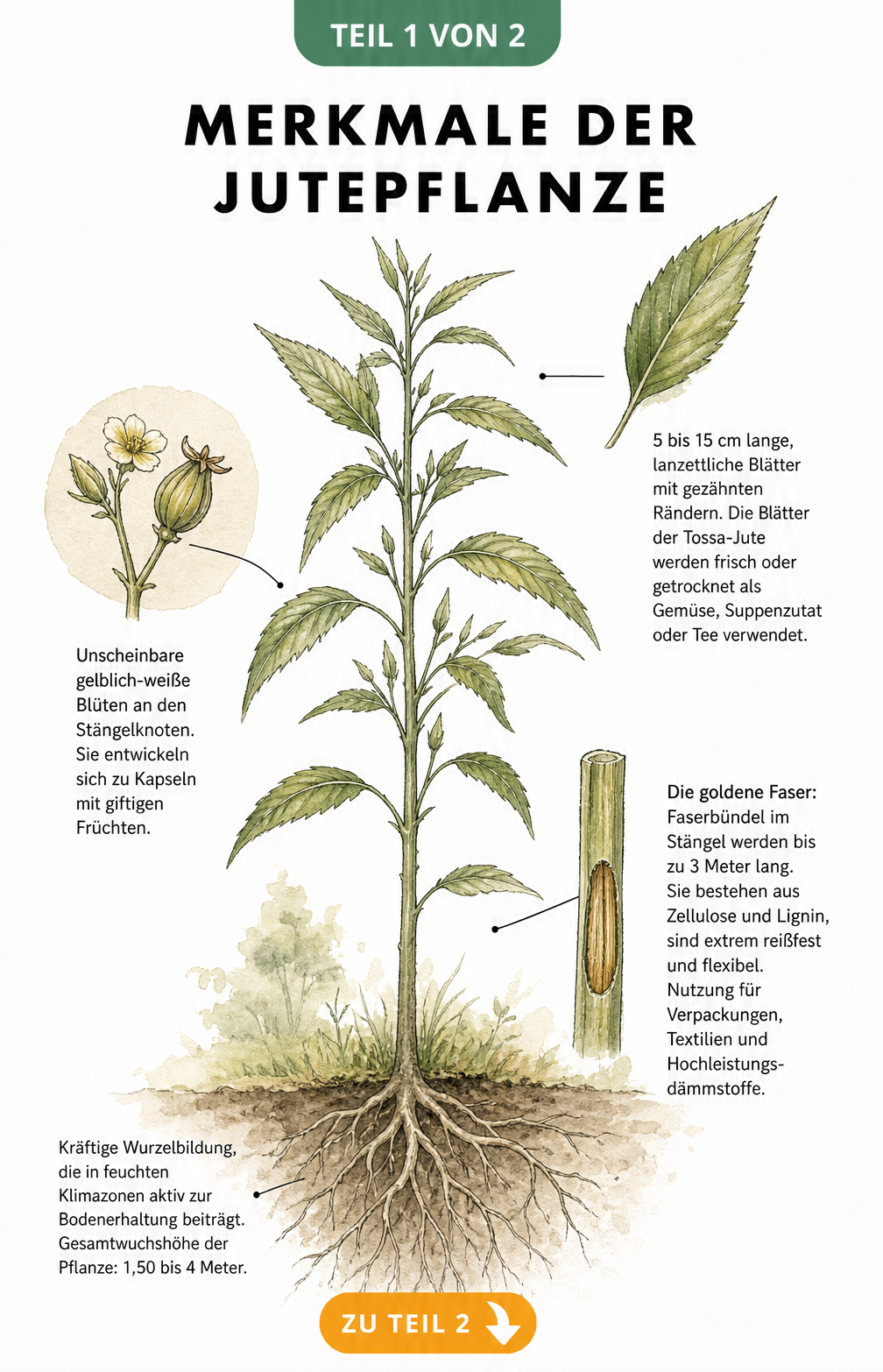 Botanische Illustration der Jutepflanze mit Details zu Blättern, Blüten, Wurzeln und der goldenen Faser im Stängel