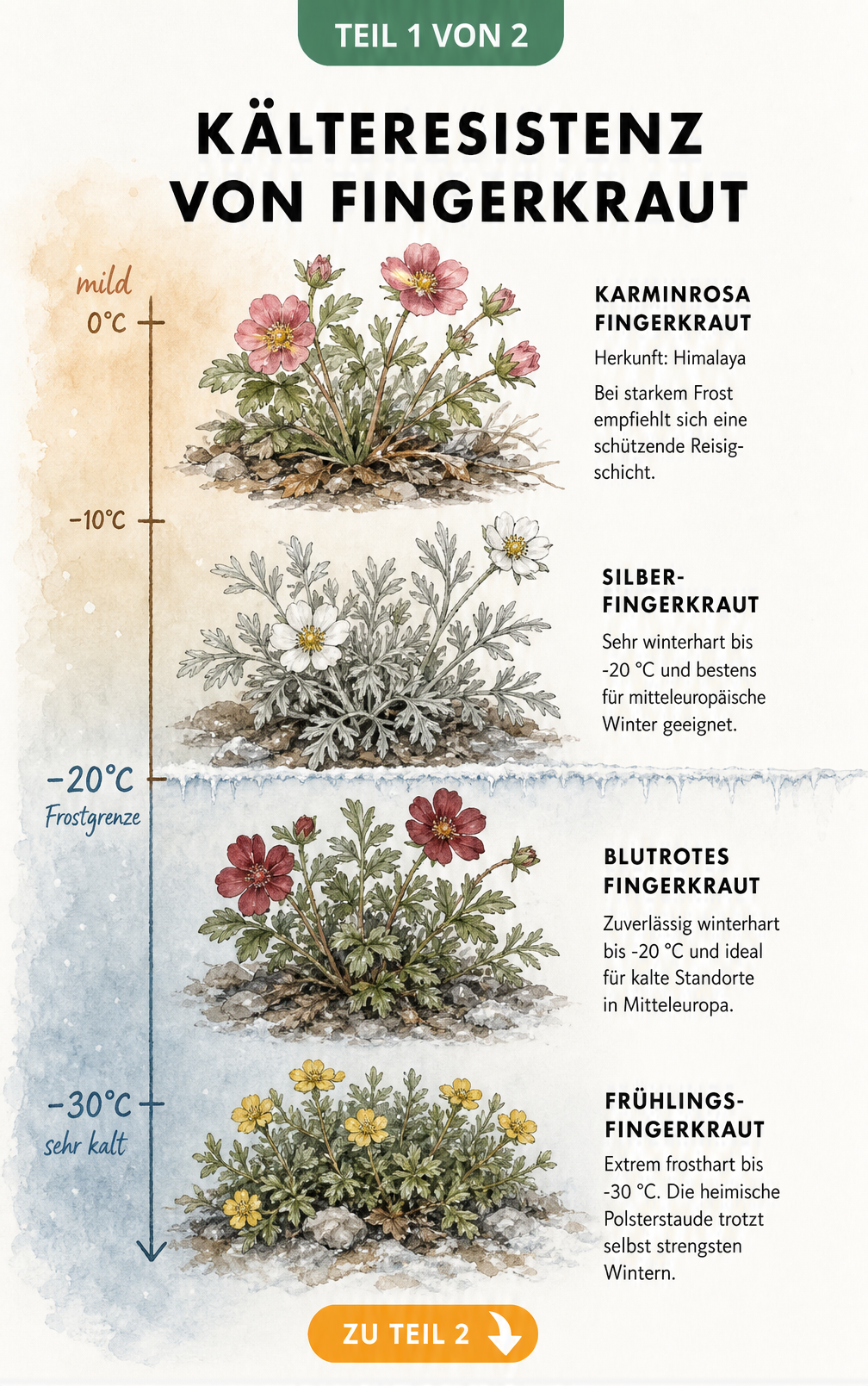 Botanische Illustration der Kälteresistenz verschiedener Fingerkraut-Arten von Karminrosa bis Frühlings-Fingerkraut bei bis zu -30 Grad.